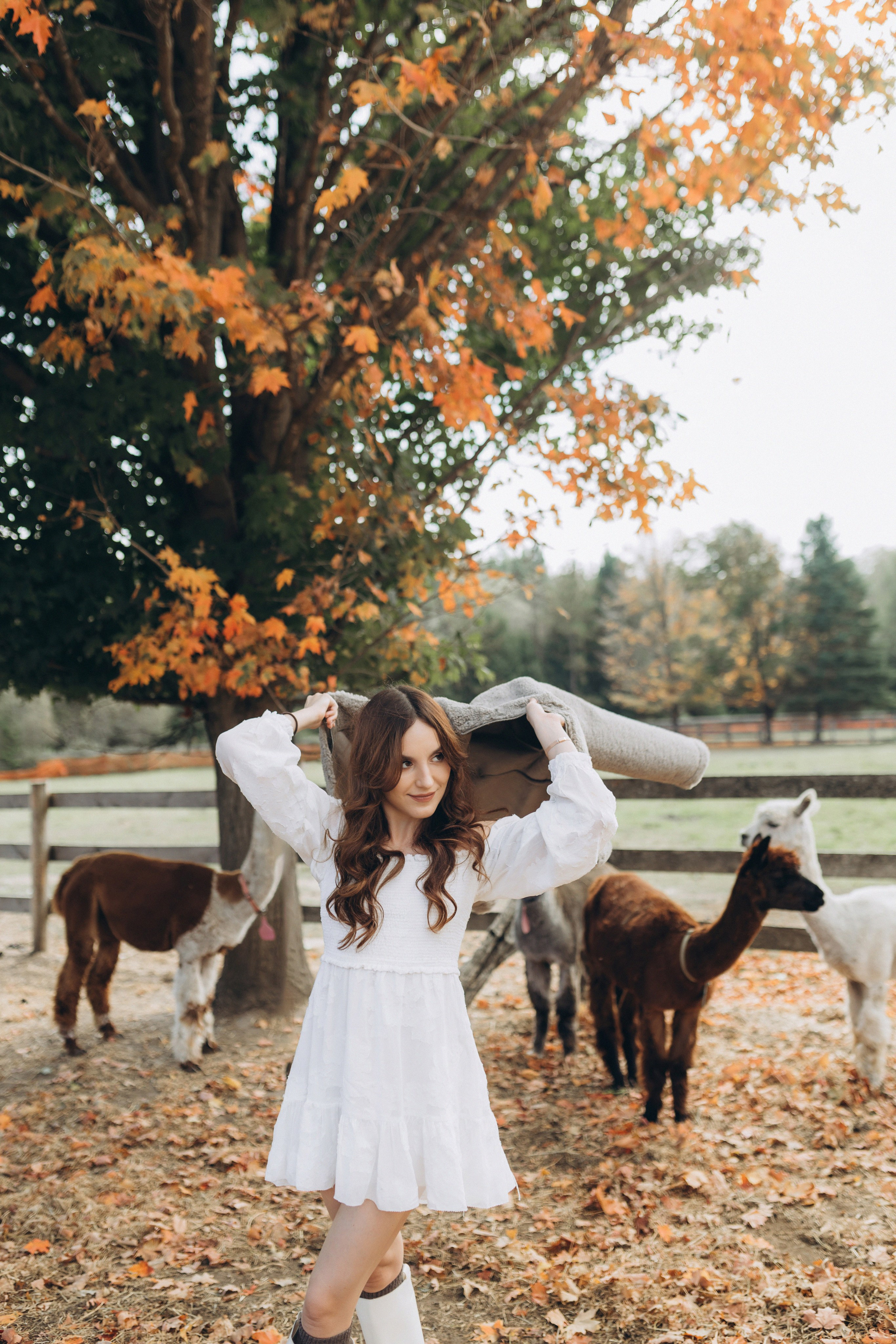 Alpacas Farm. Chernenko.photography