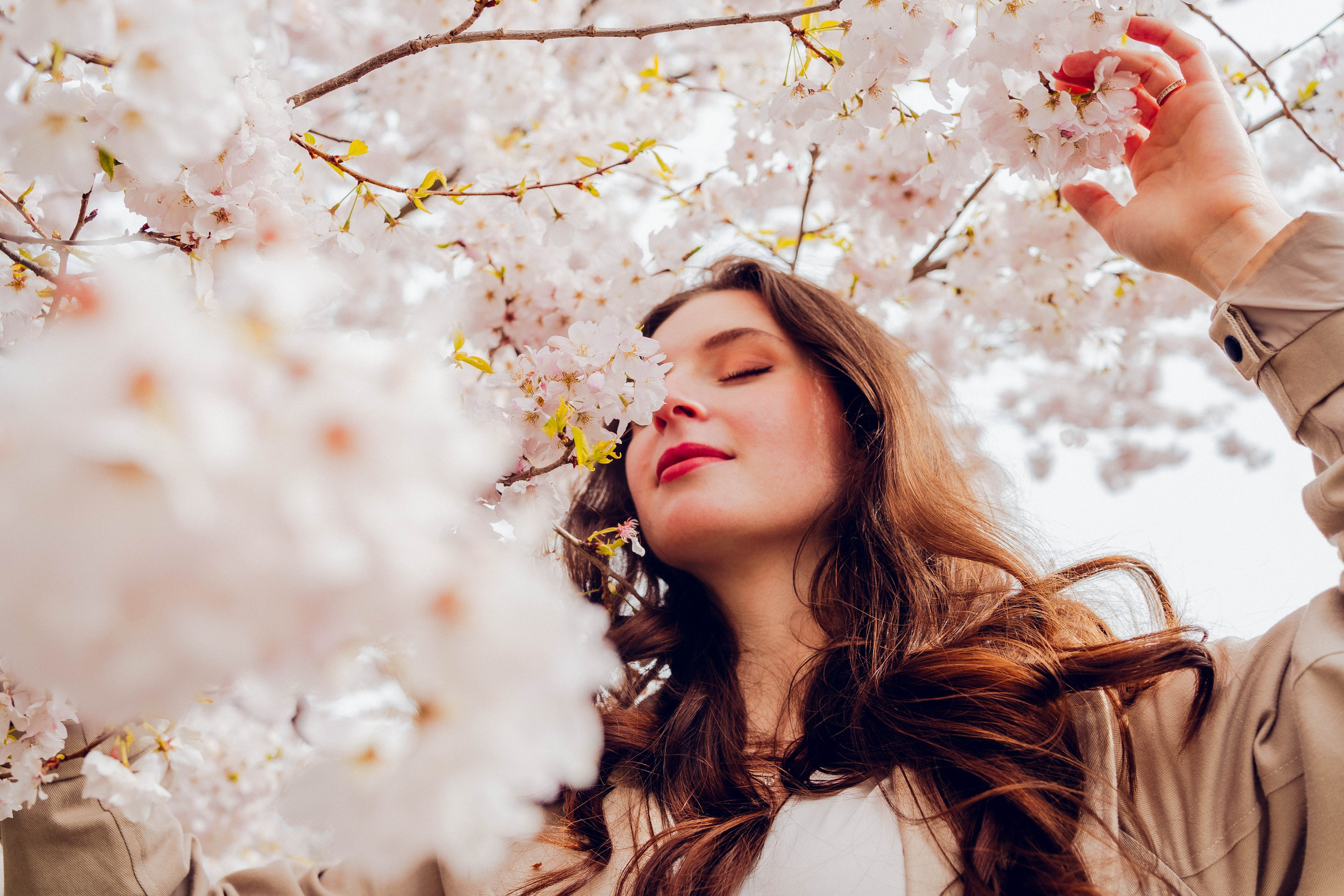 Cherry blossom. Photographer Lana