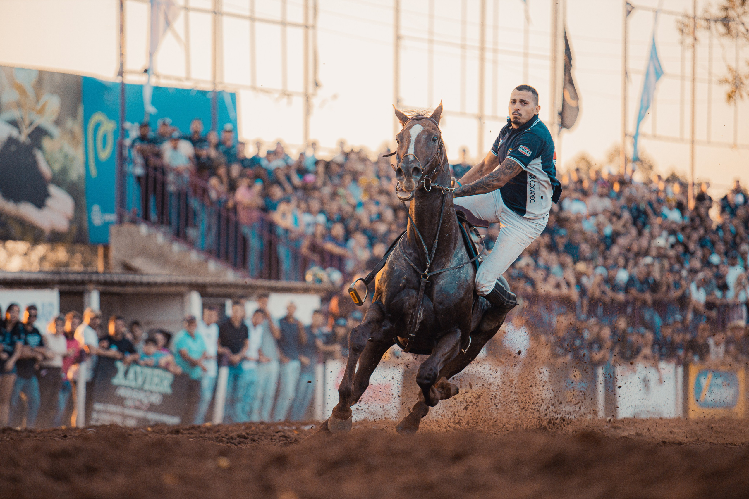 Turfe Horse
