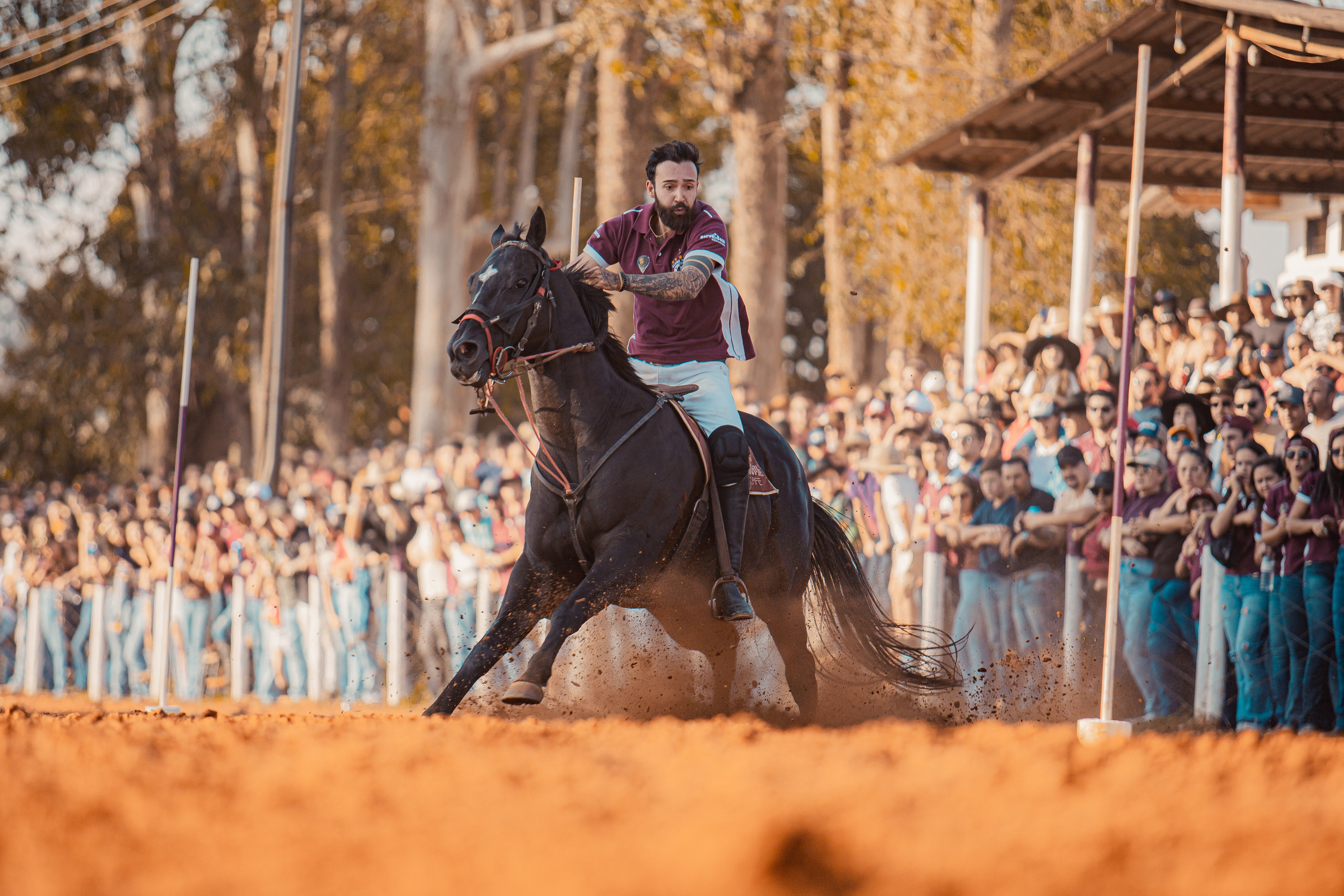 Turfe Horse