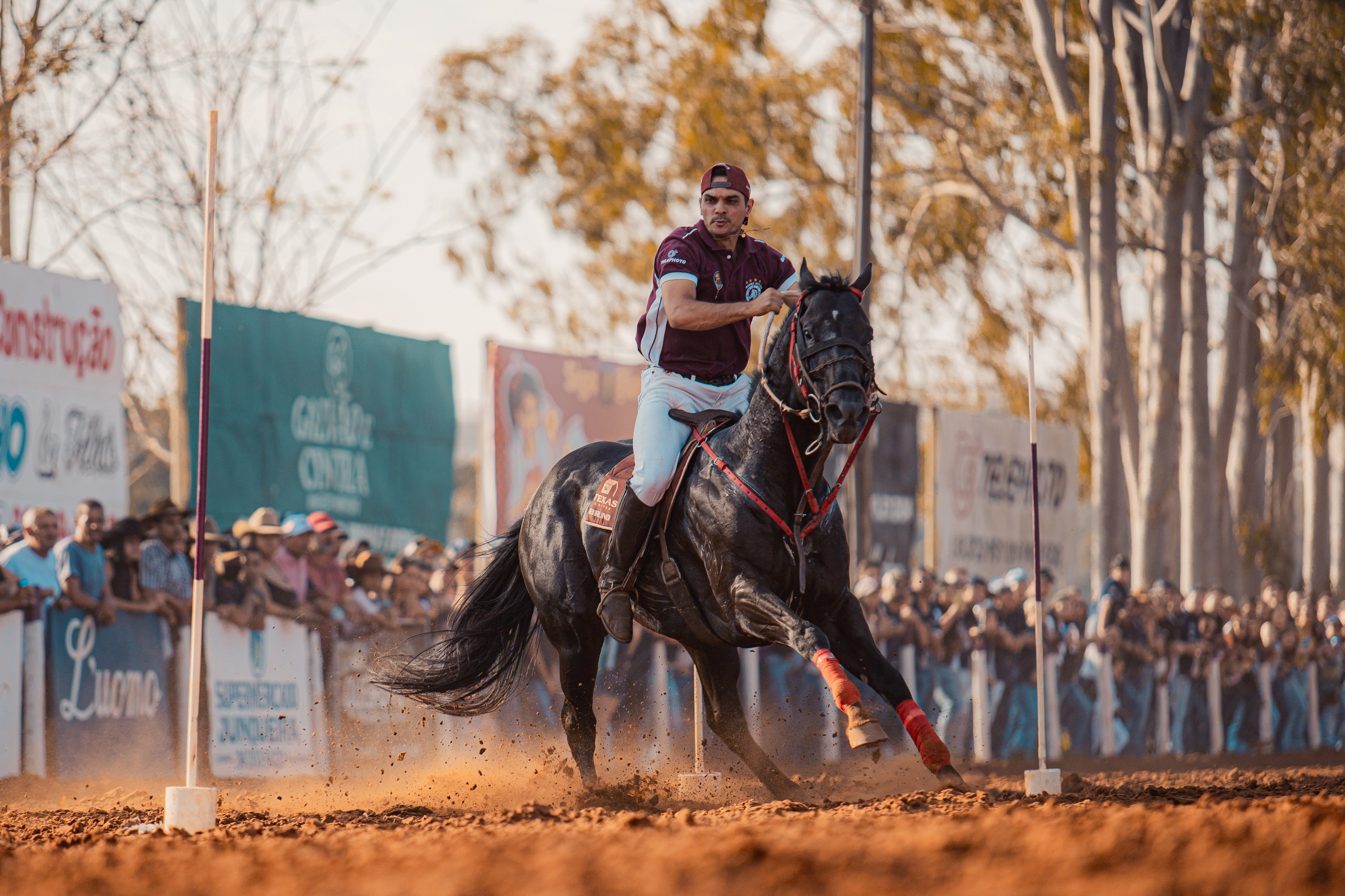 Turfe Horse