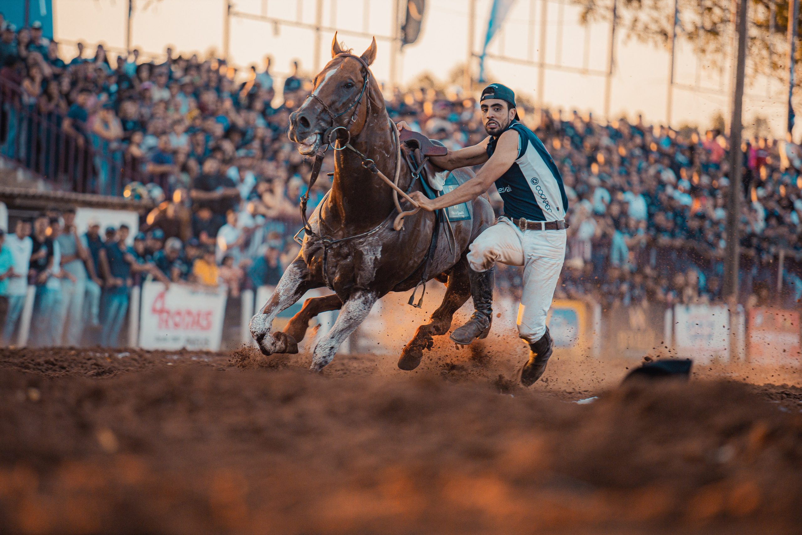 Turfe Horse