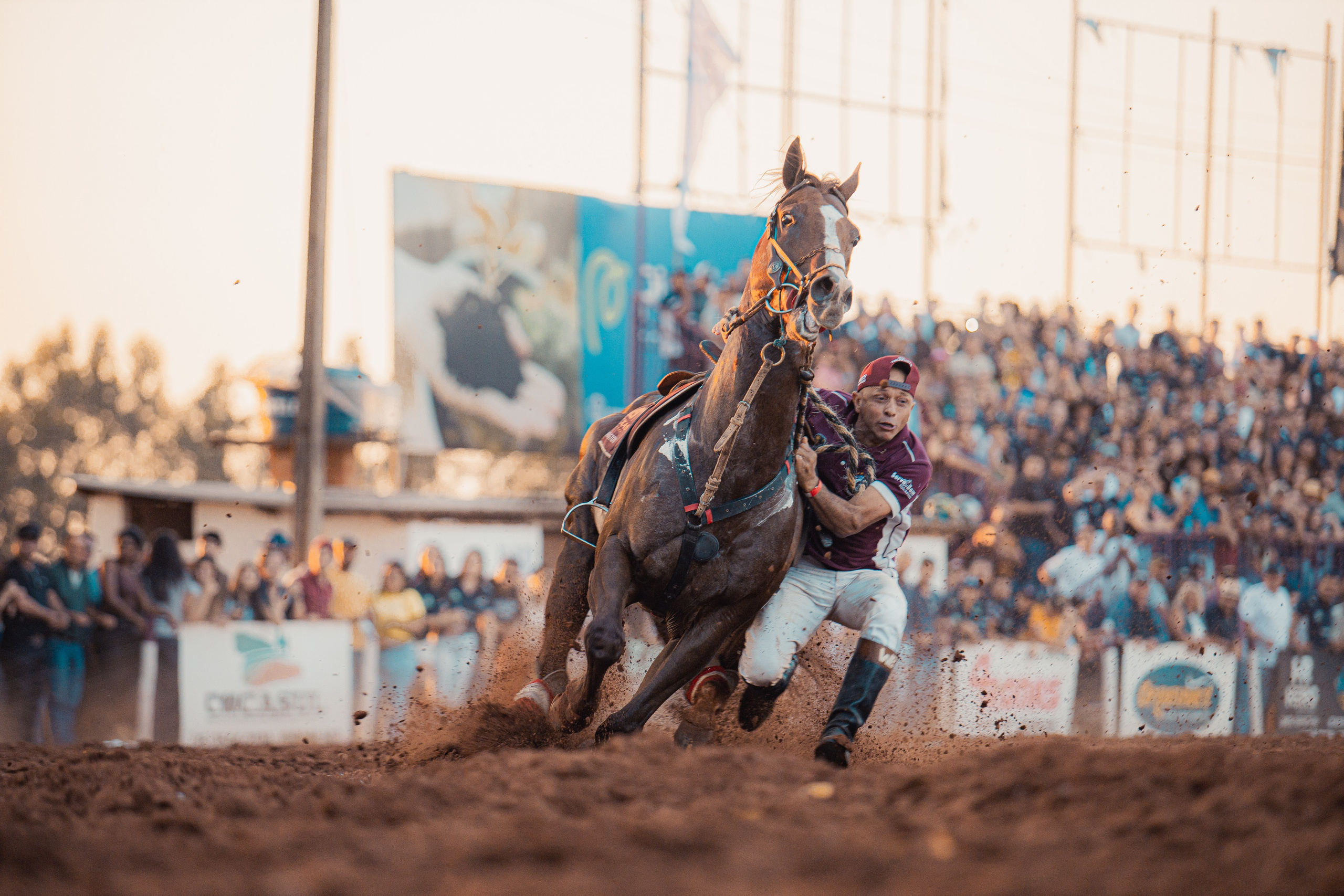 Turfe Horse