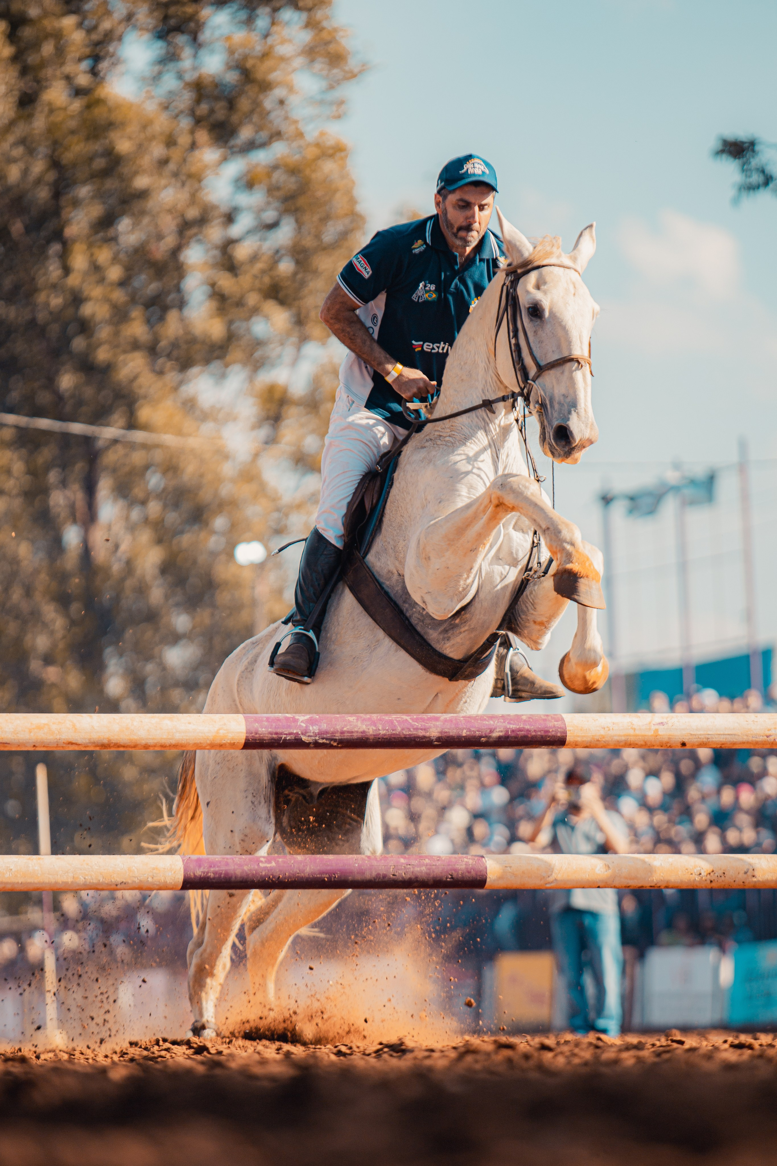 Turfe Horse