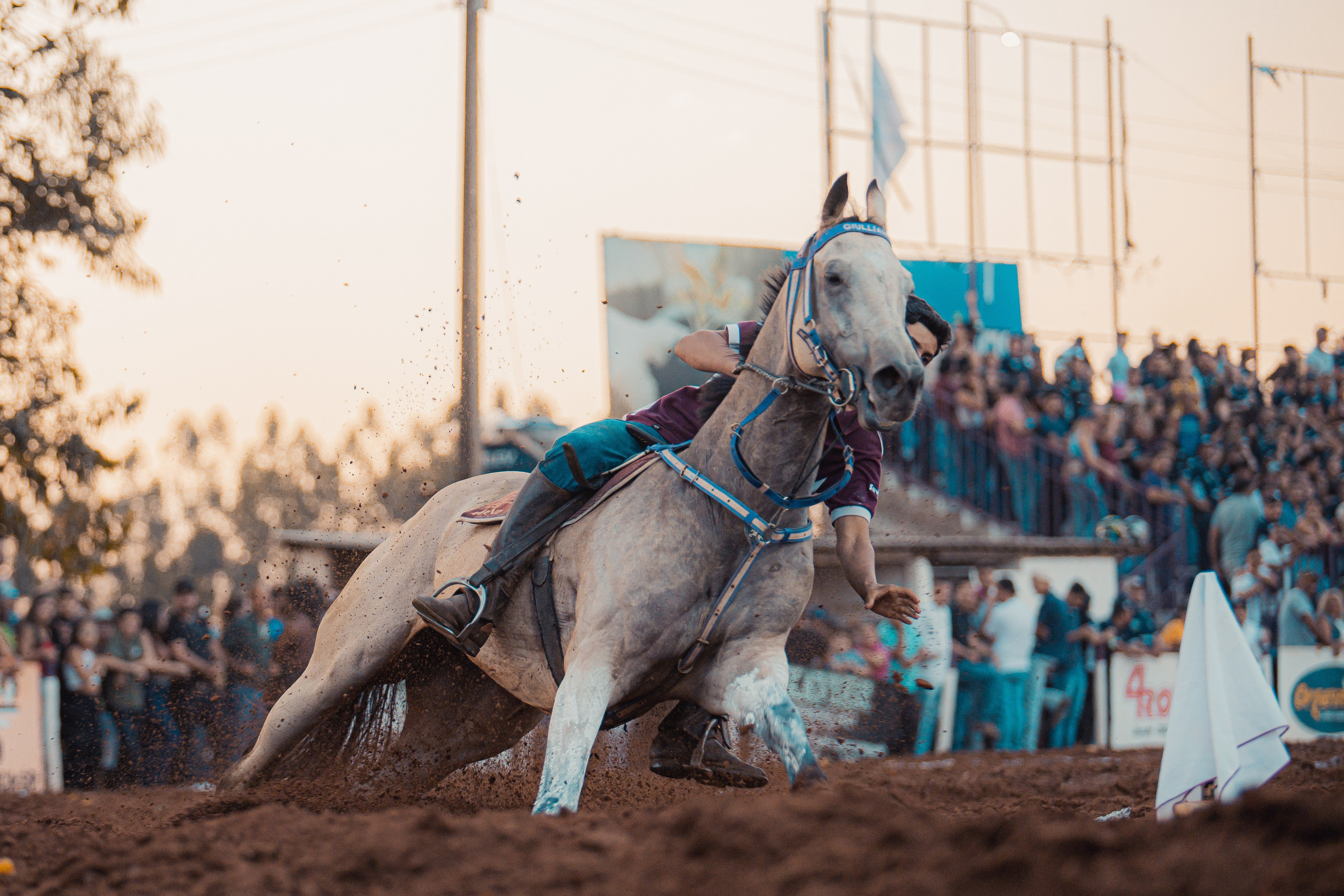 Turfe Horse