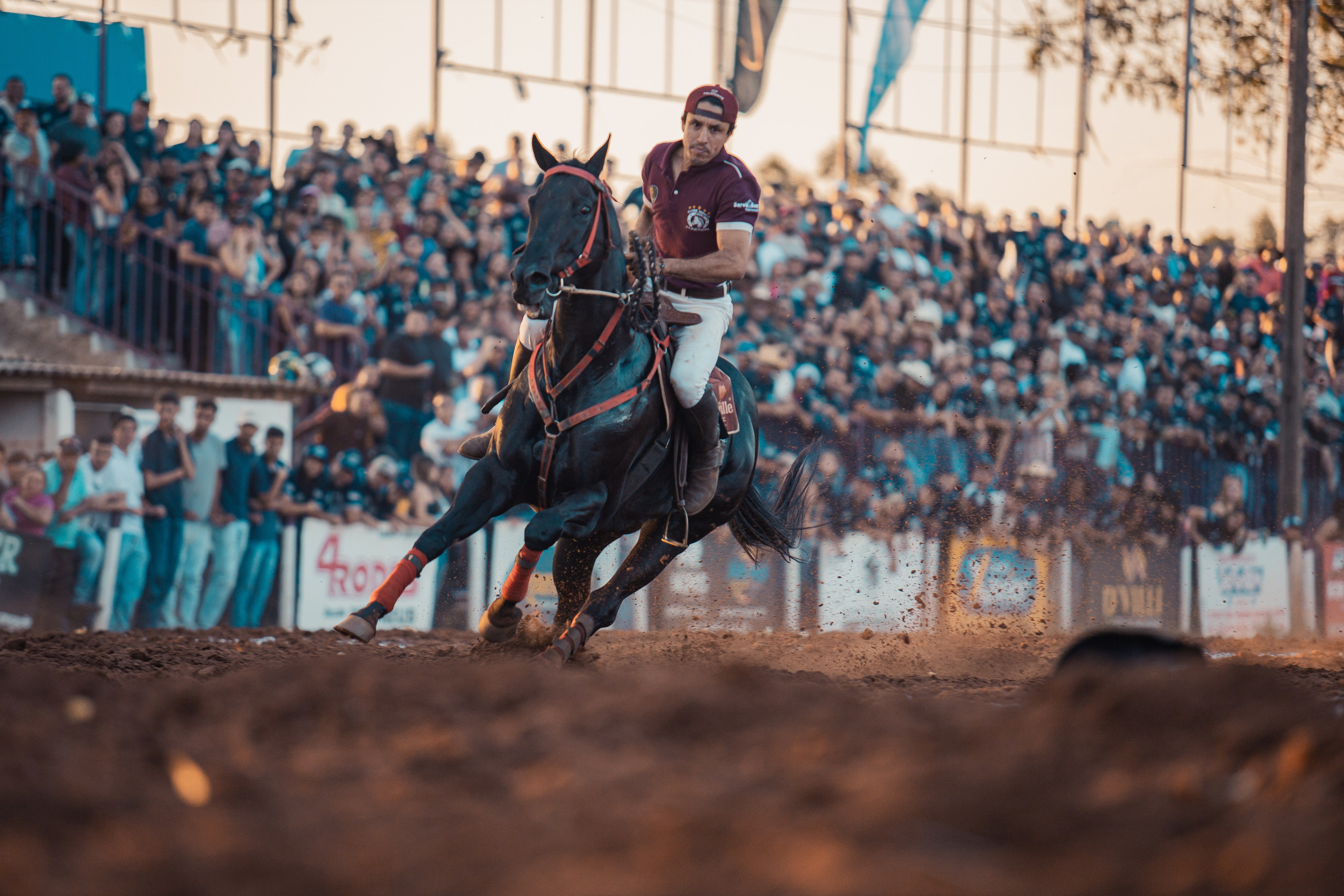 Turfe Horse