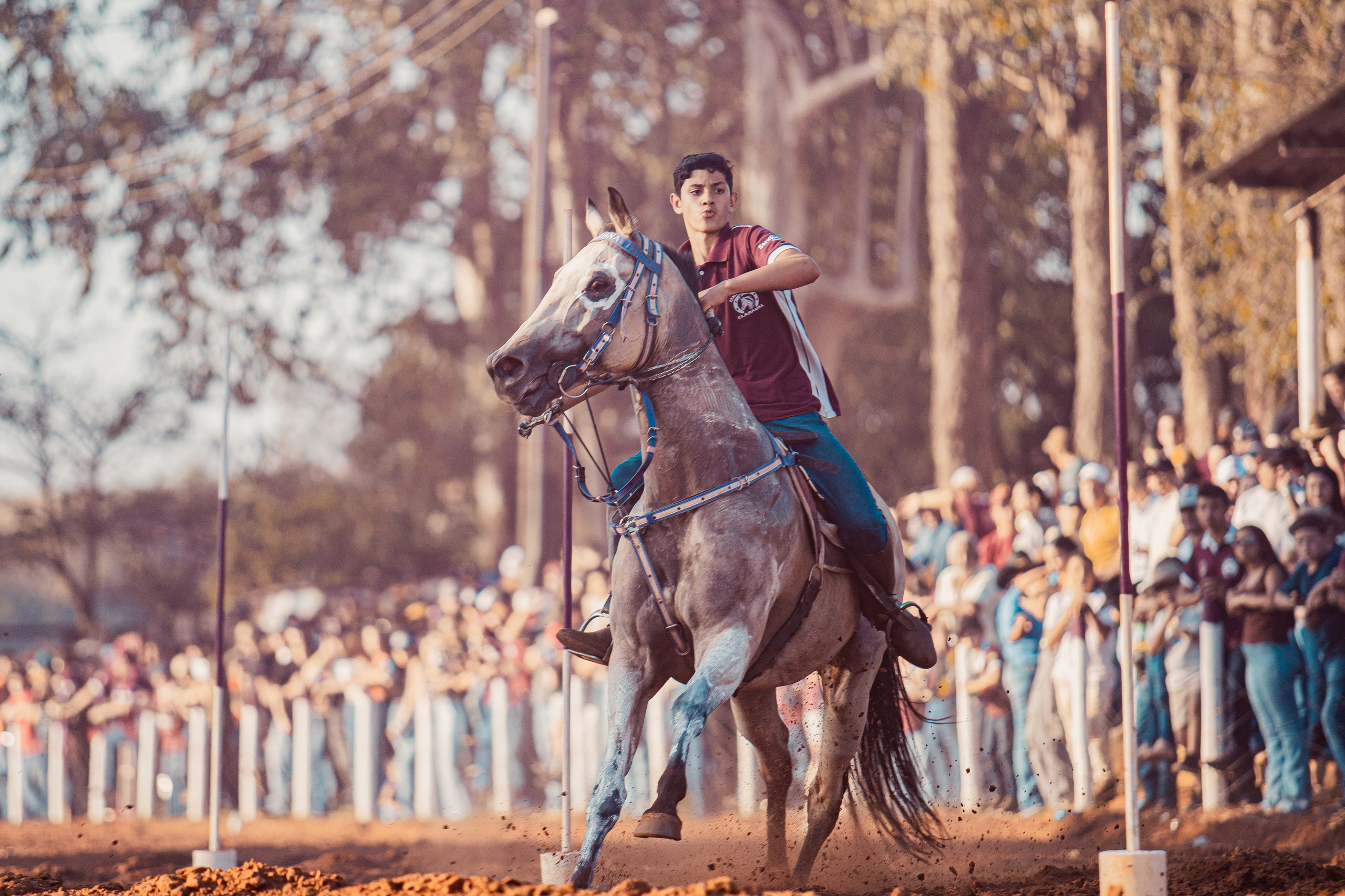 Turfe Horse
