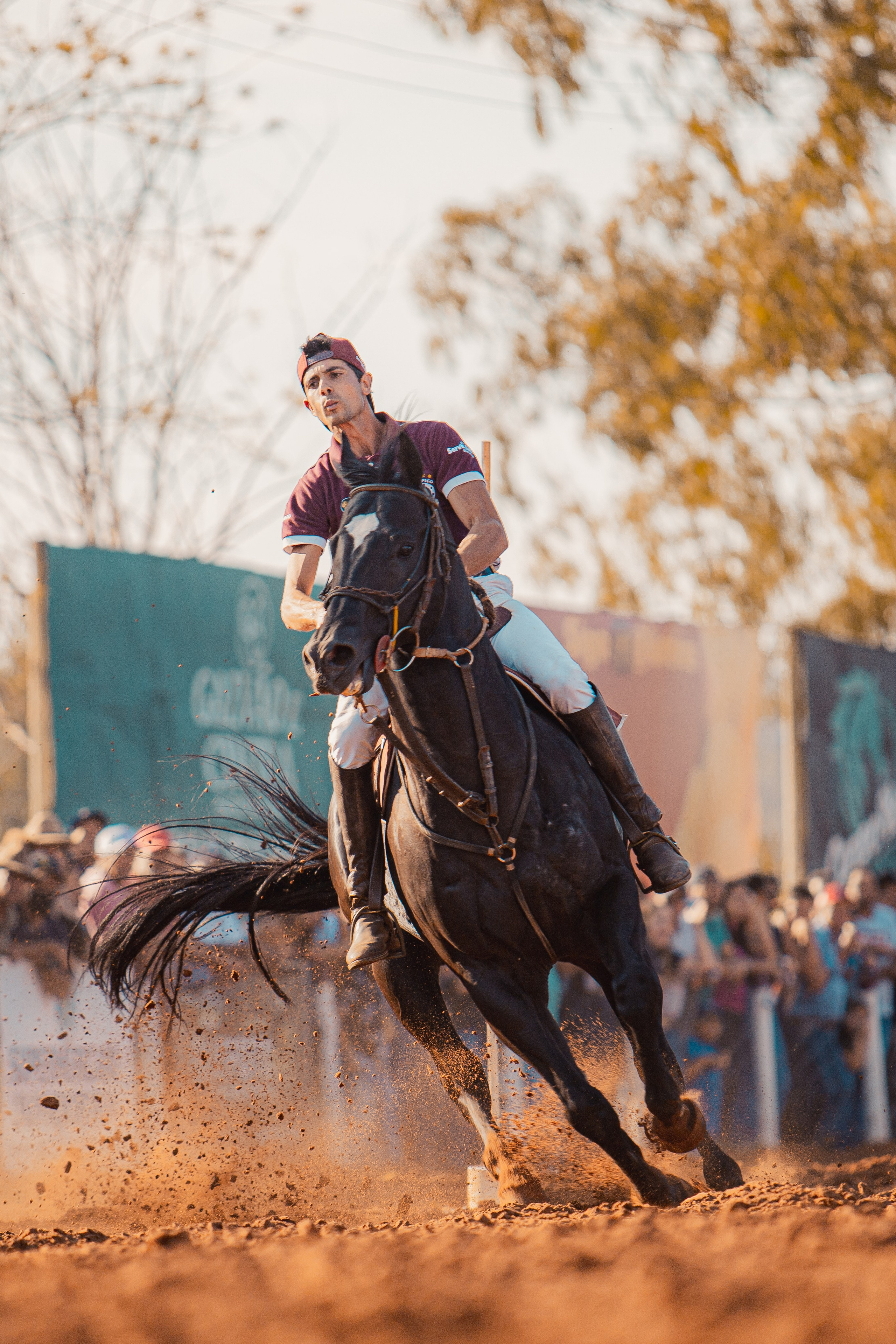Turfe Horse