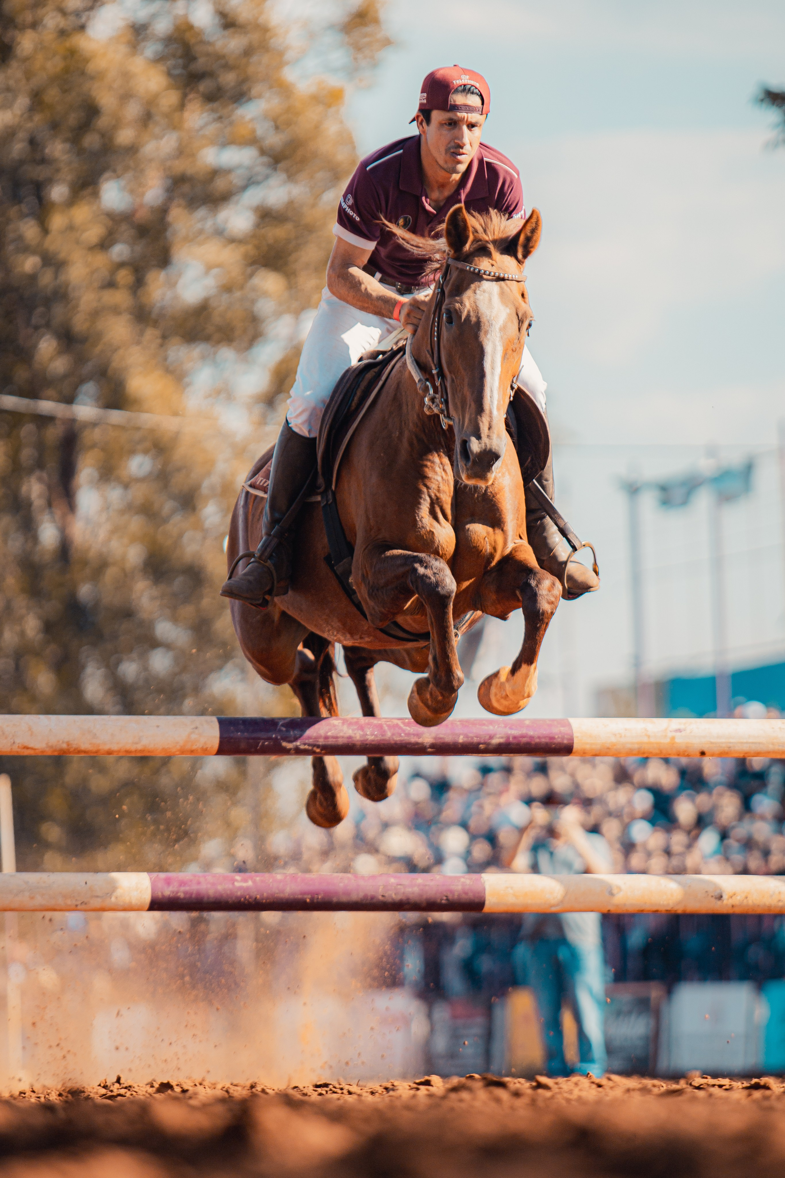 Turfe Horse