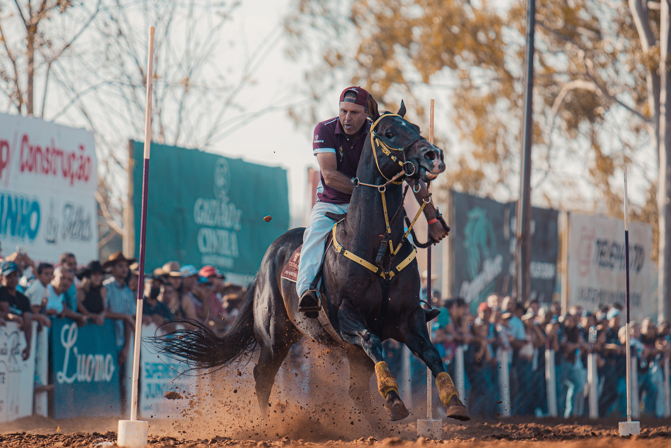Turfe Horse