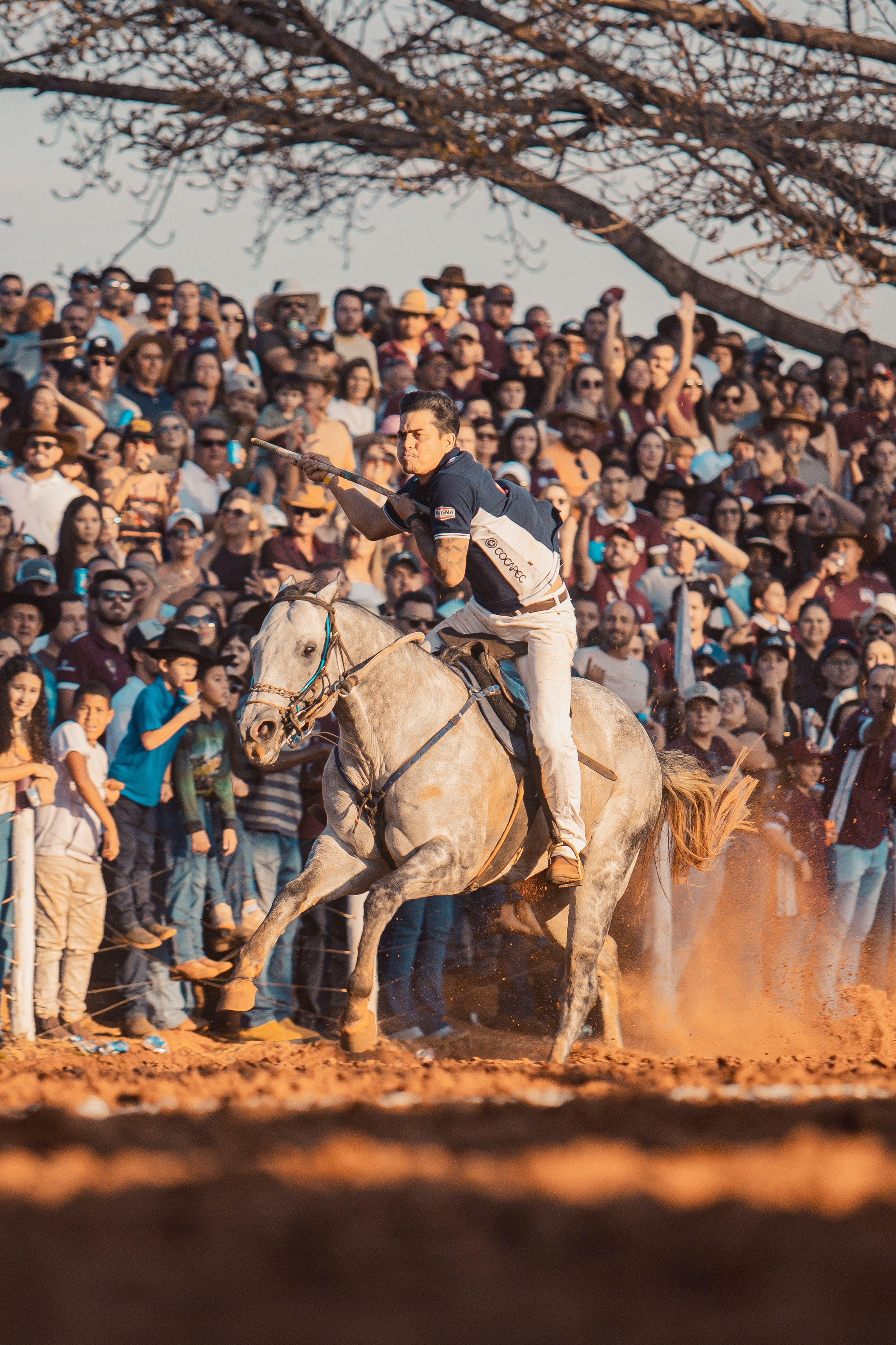 Turfe Horse