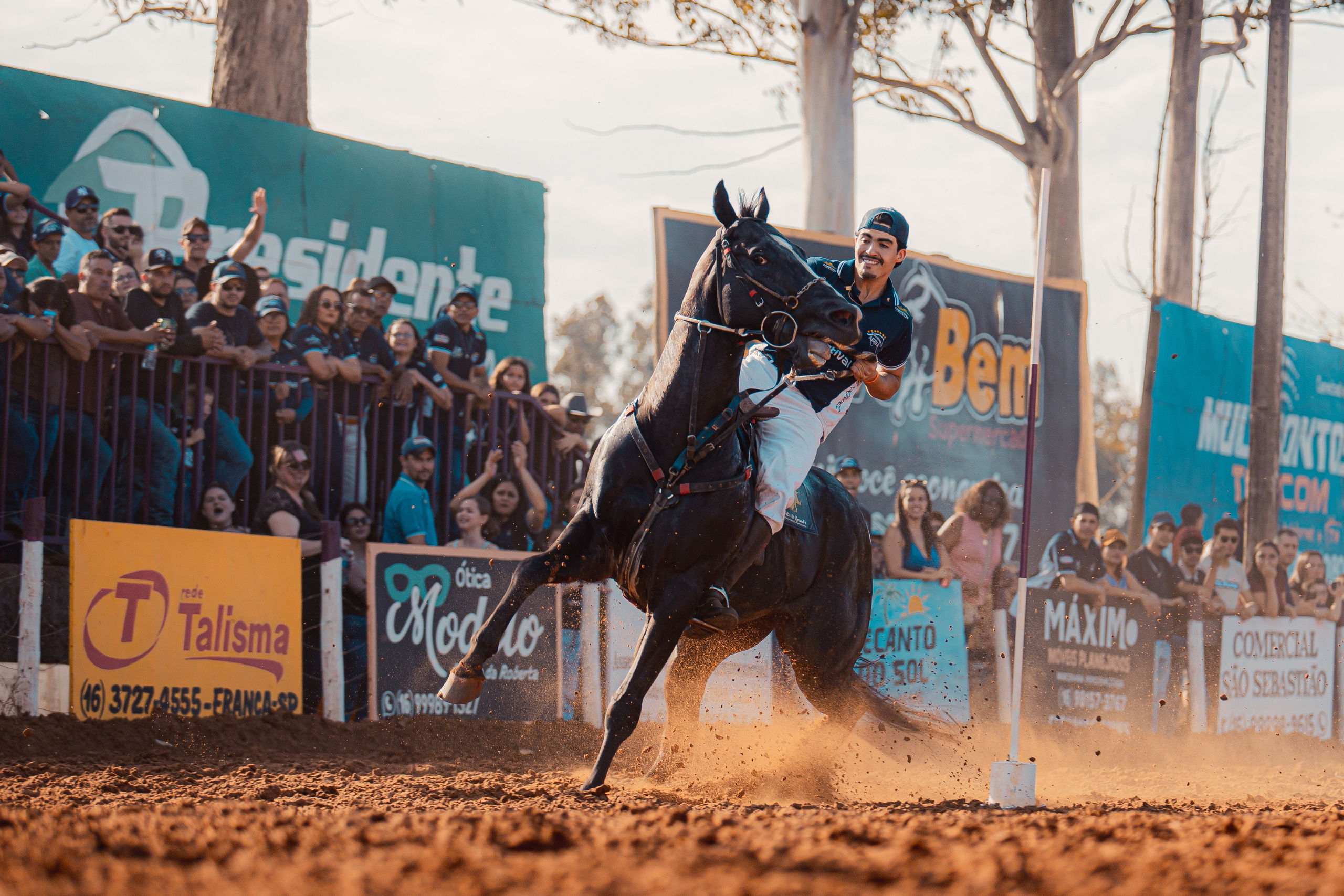Turfe Horse