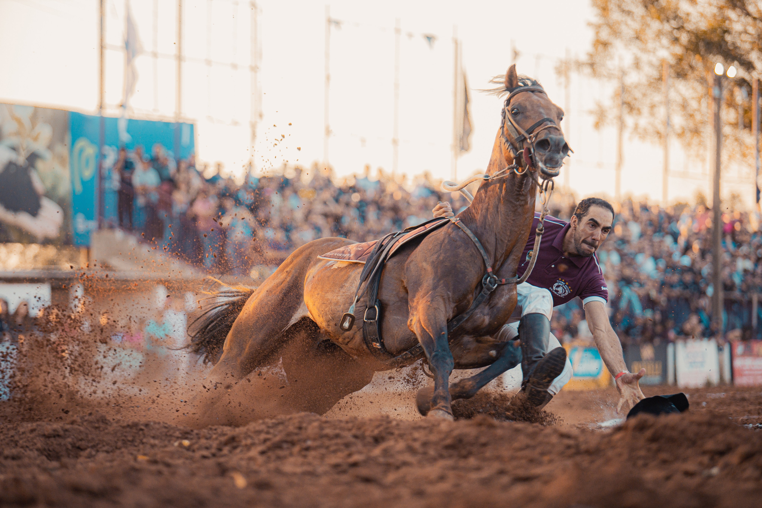 Turfe Horse