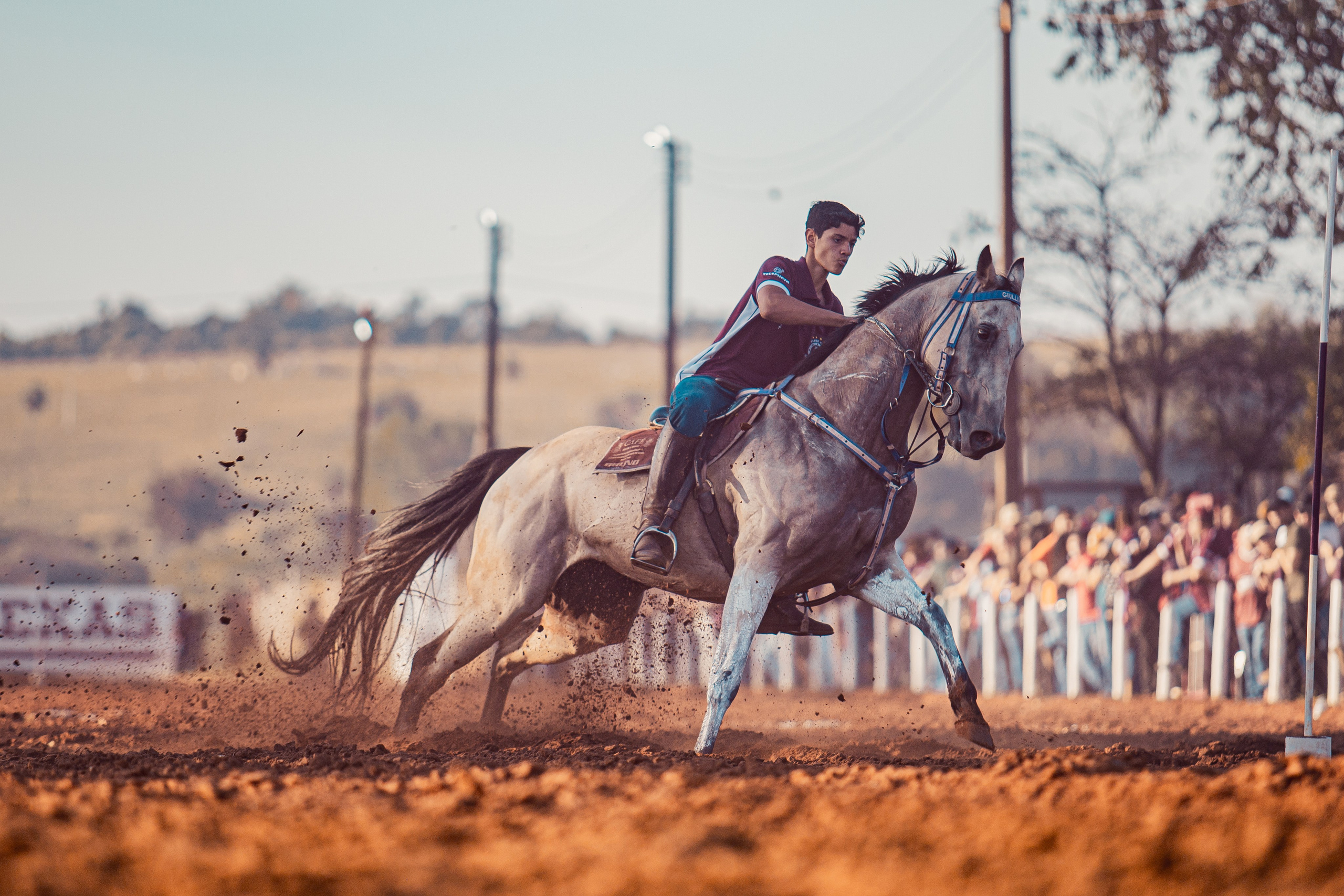 Turfe Horse