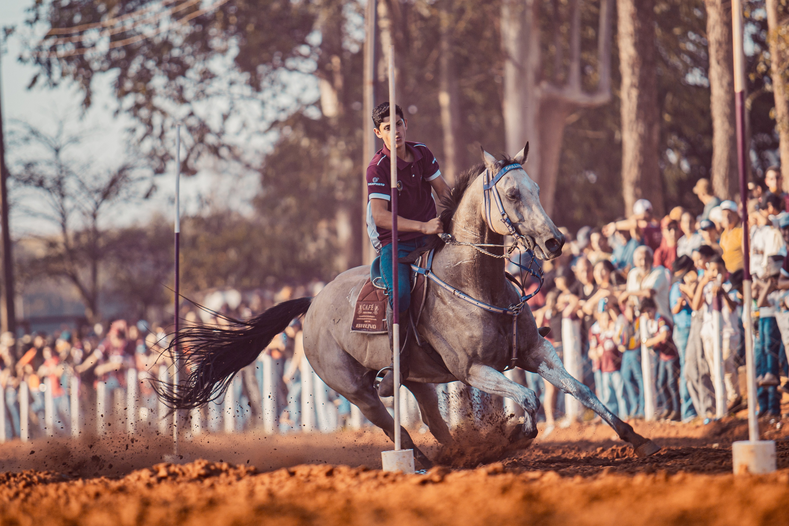 Turfe Horse