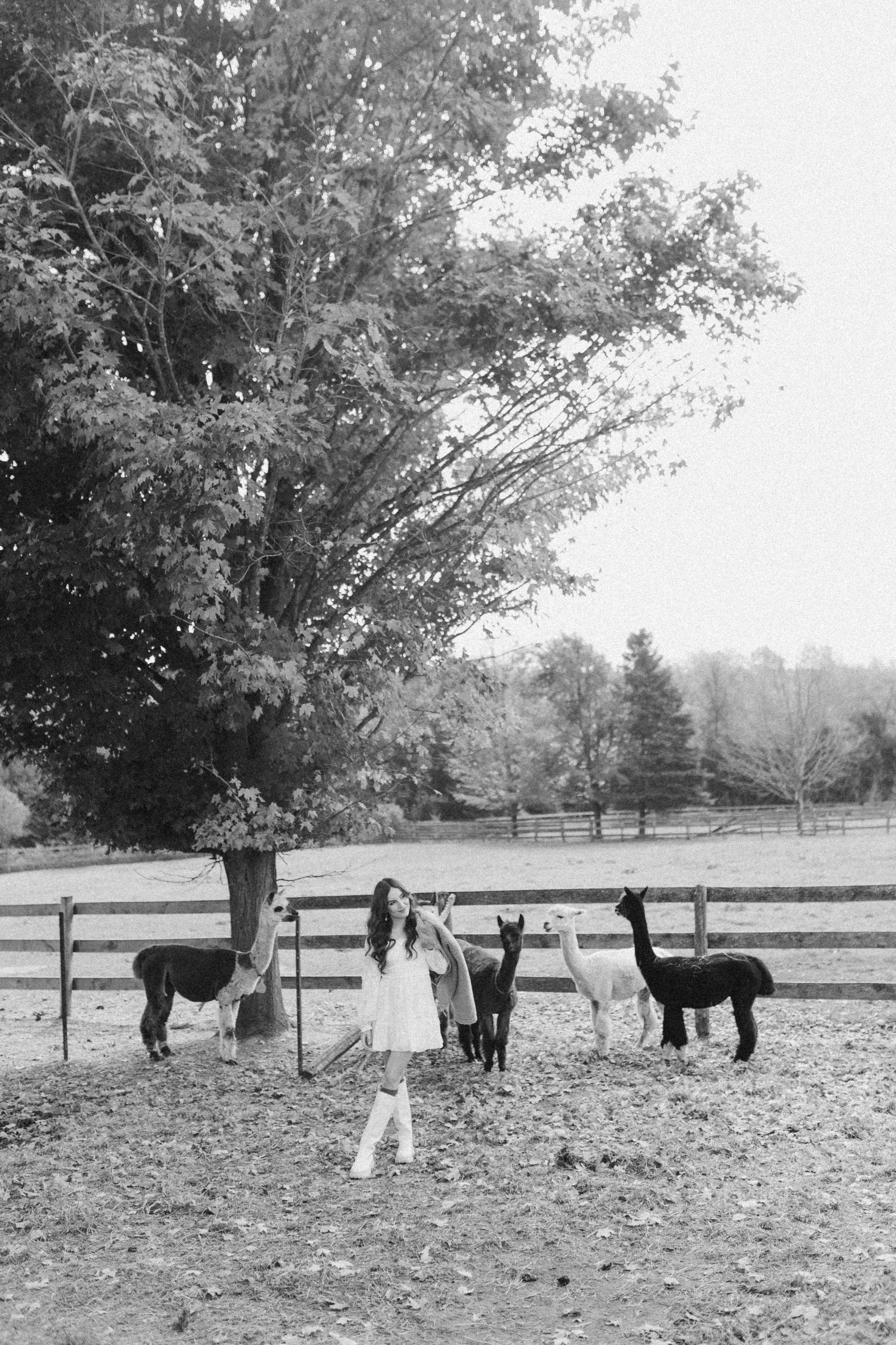 Alpacas Farm. Chernenko.photography