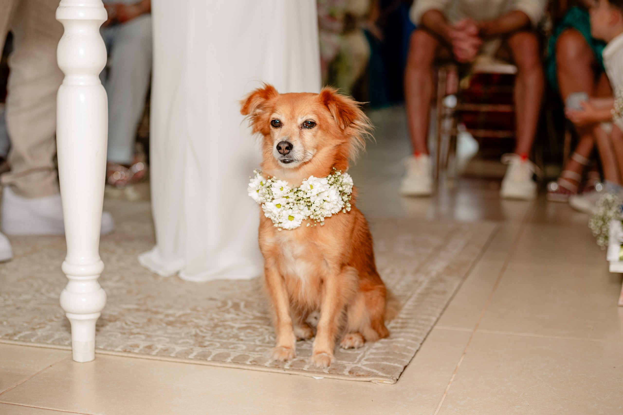 Fotógrafo de casamento em Bombinhas; um cão fofo com colar de flores brancas participa da cerimônia de casamento ao lado do altar.