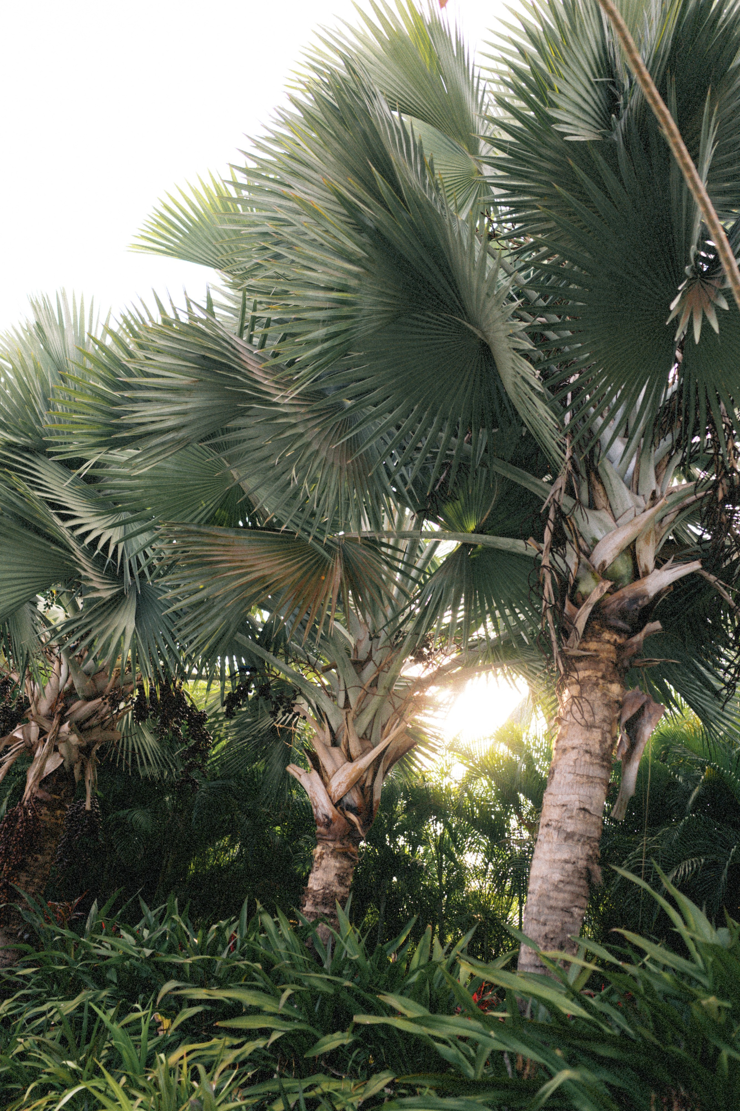 Tori & Keyur. Sayulita Wedding Photographer, Puerto Vallarta, Cabo