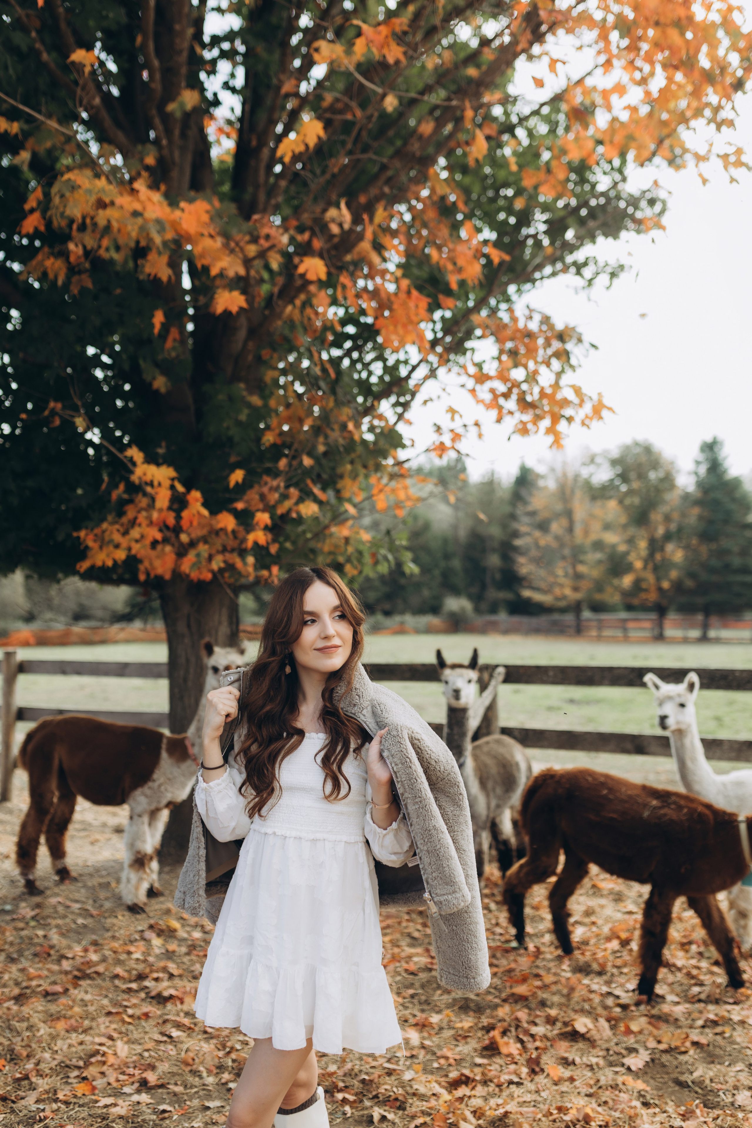 Alpacas Farm. Chernenko.photography