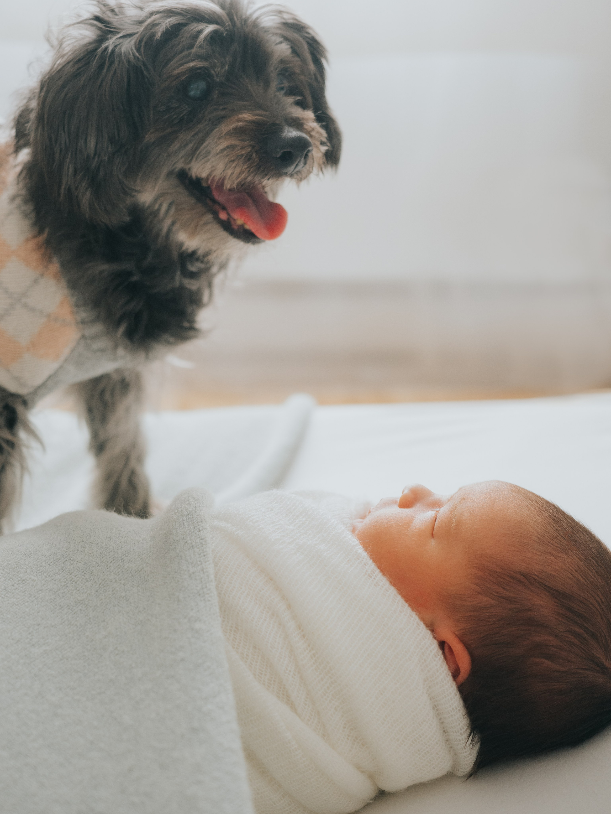 Nouveau-né et chien dans un studio de photographie à Montréal.