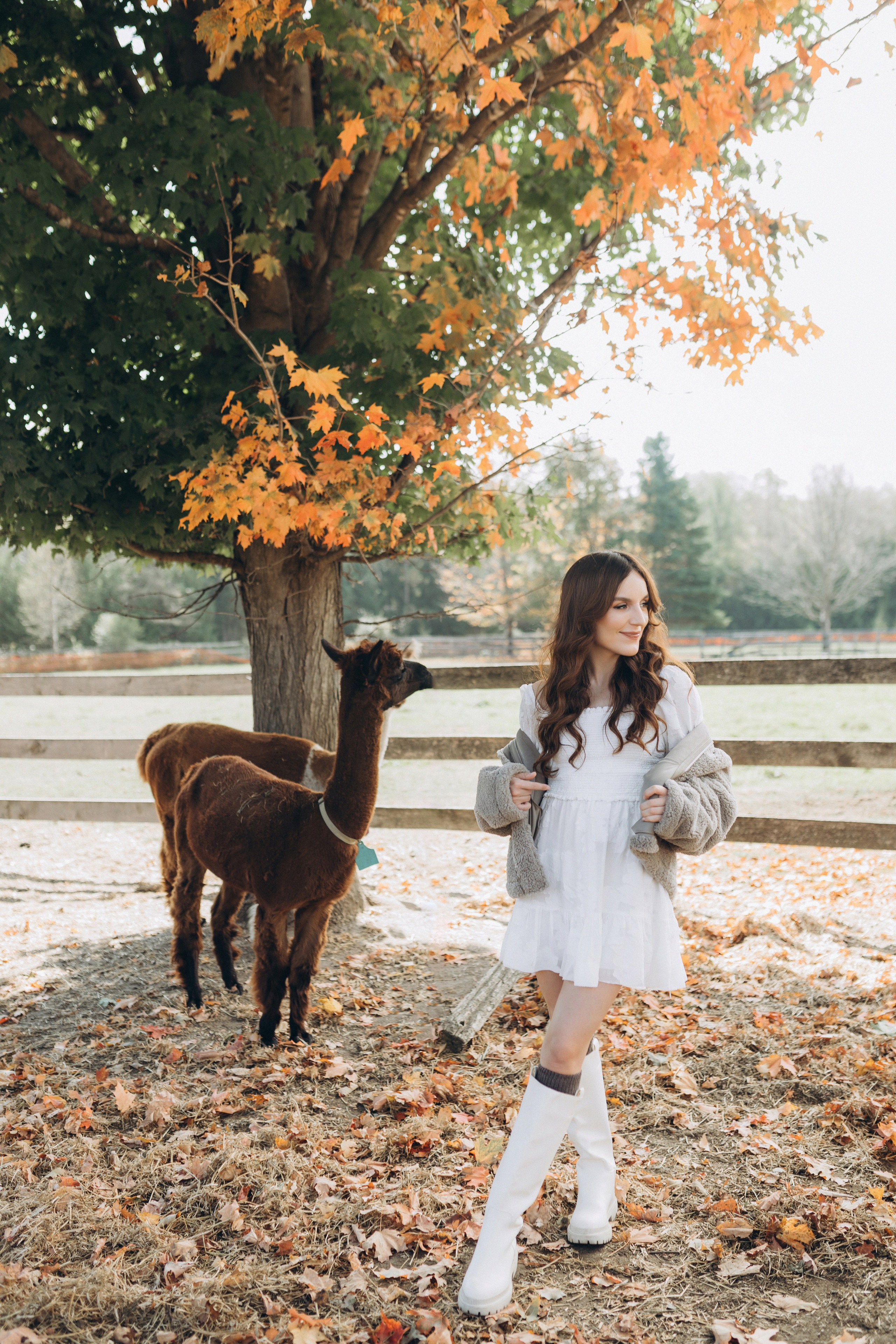 Alpacas Farm. Chernenko.photography