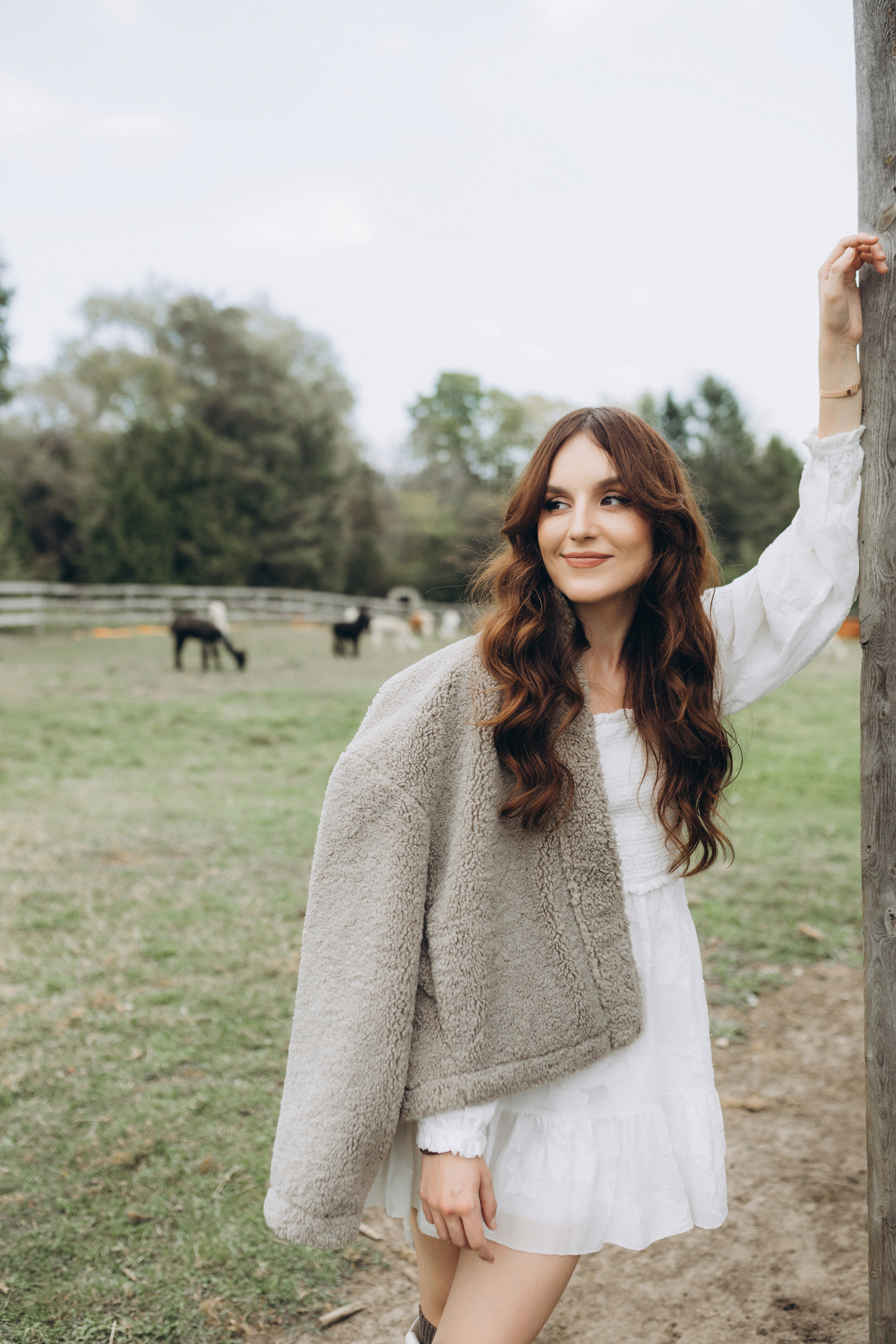 Alpacas Farm. Chernenko.photography