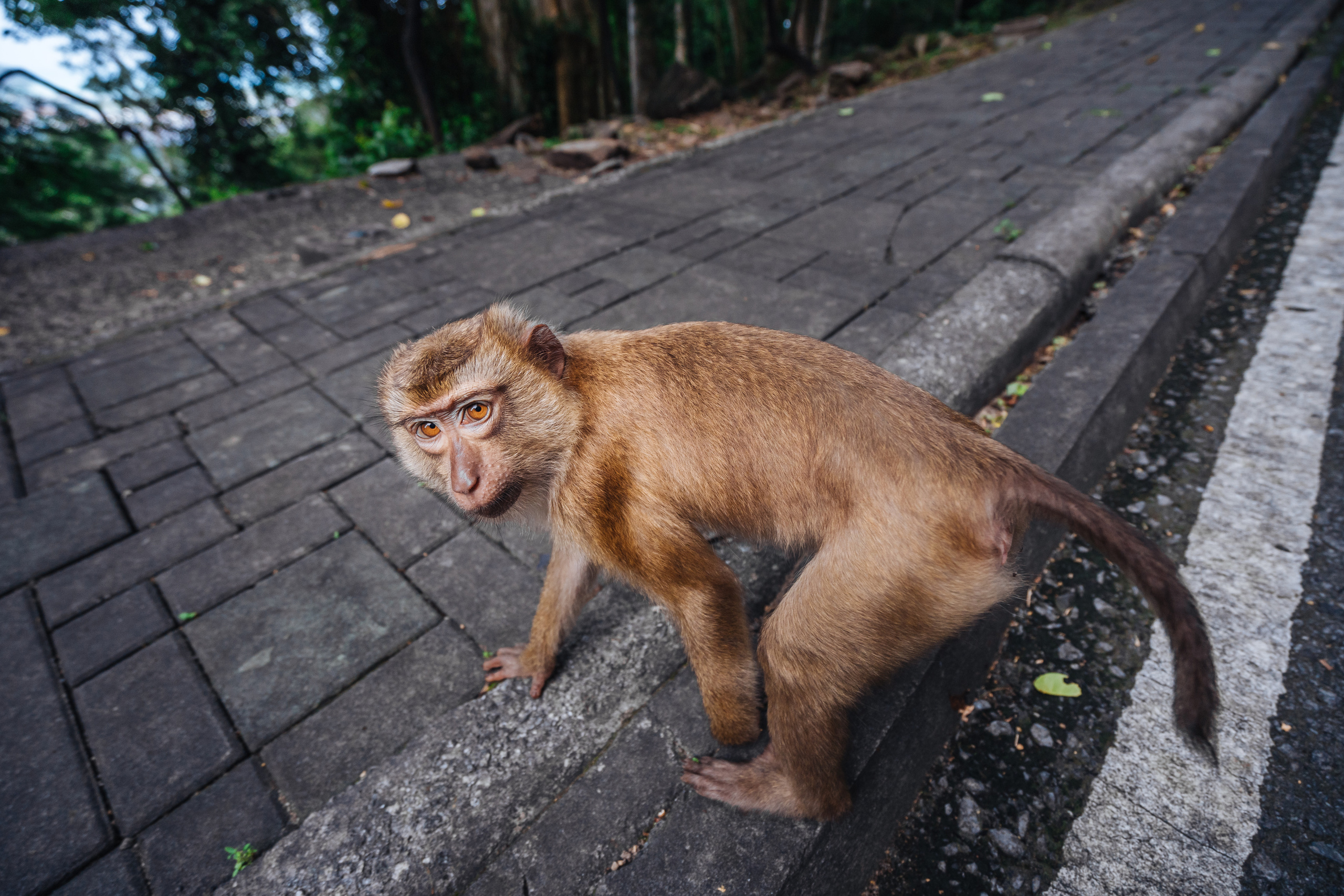Animals Photographer in Phuket