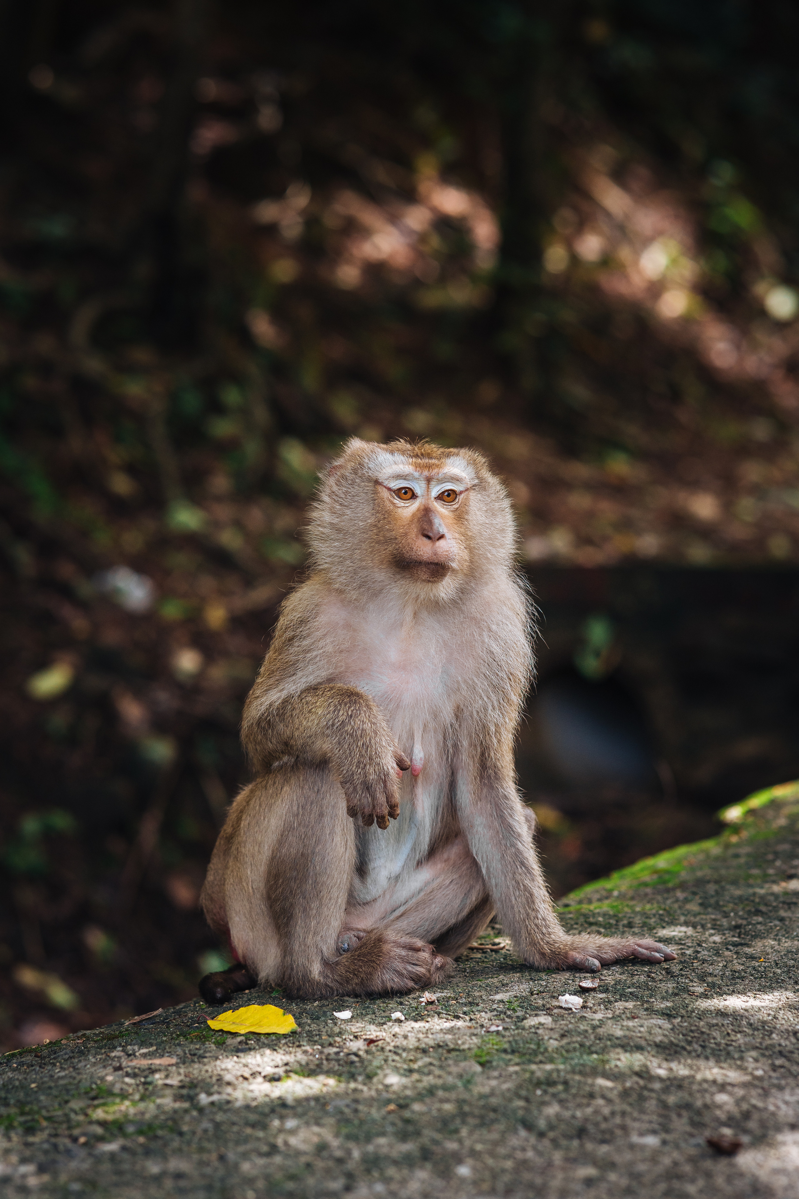 Animals Photographer in Phuket