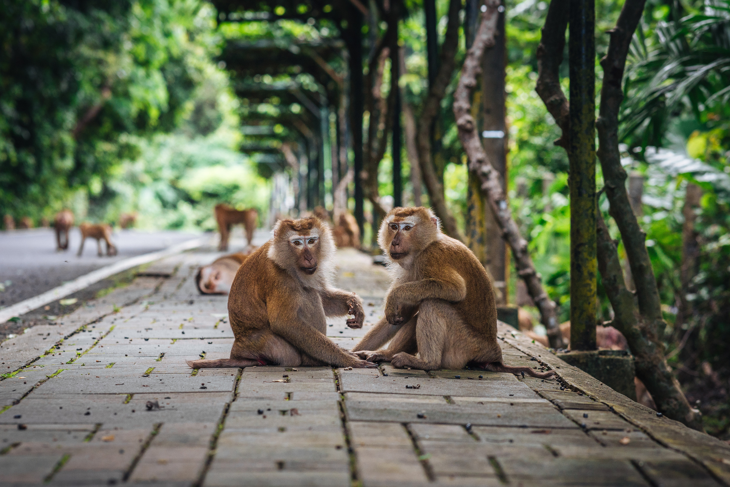 Animals Photographer in Phuket