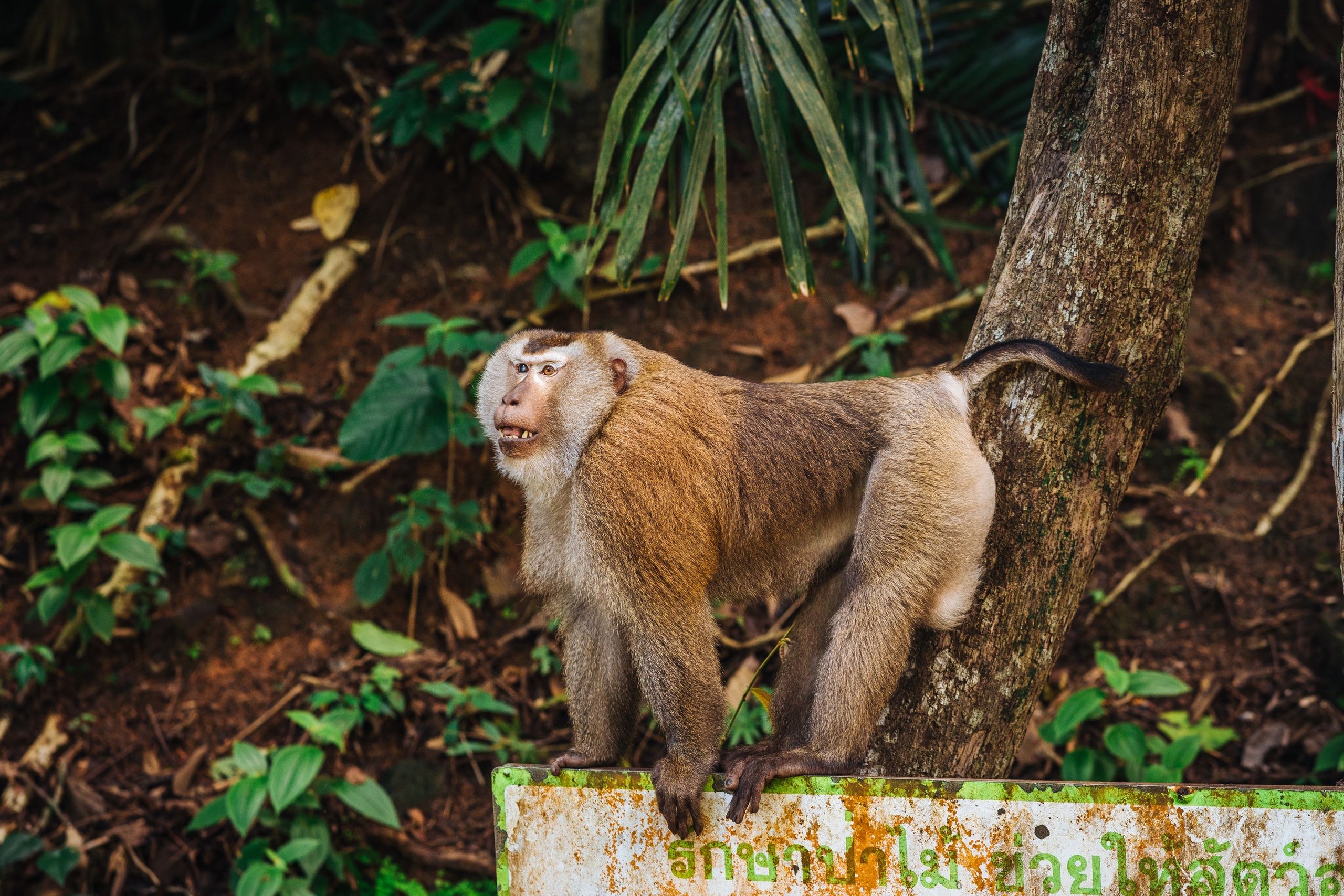 Animals Photographer in Phuket