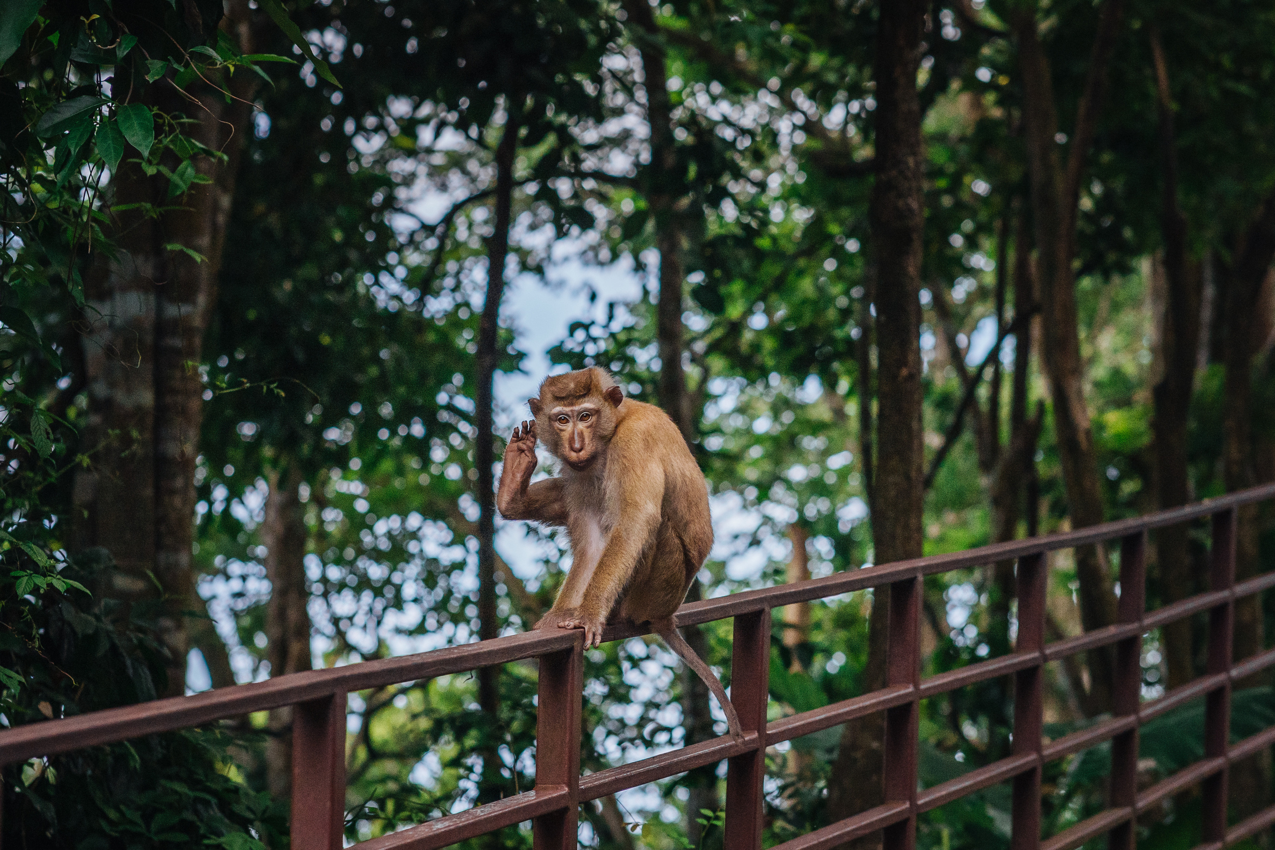 Animals Photographer in Phuket