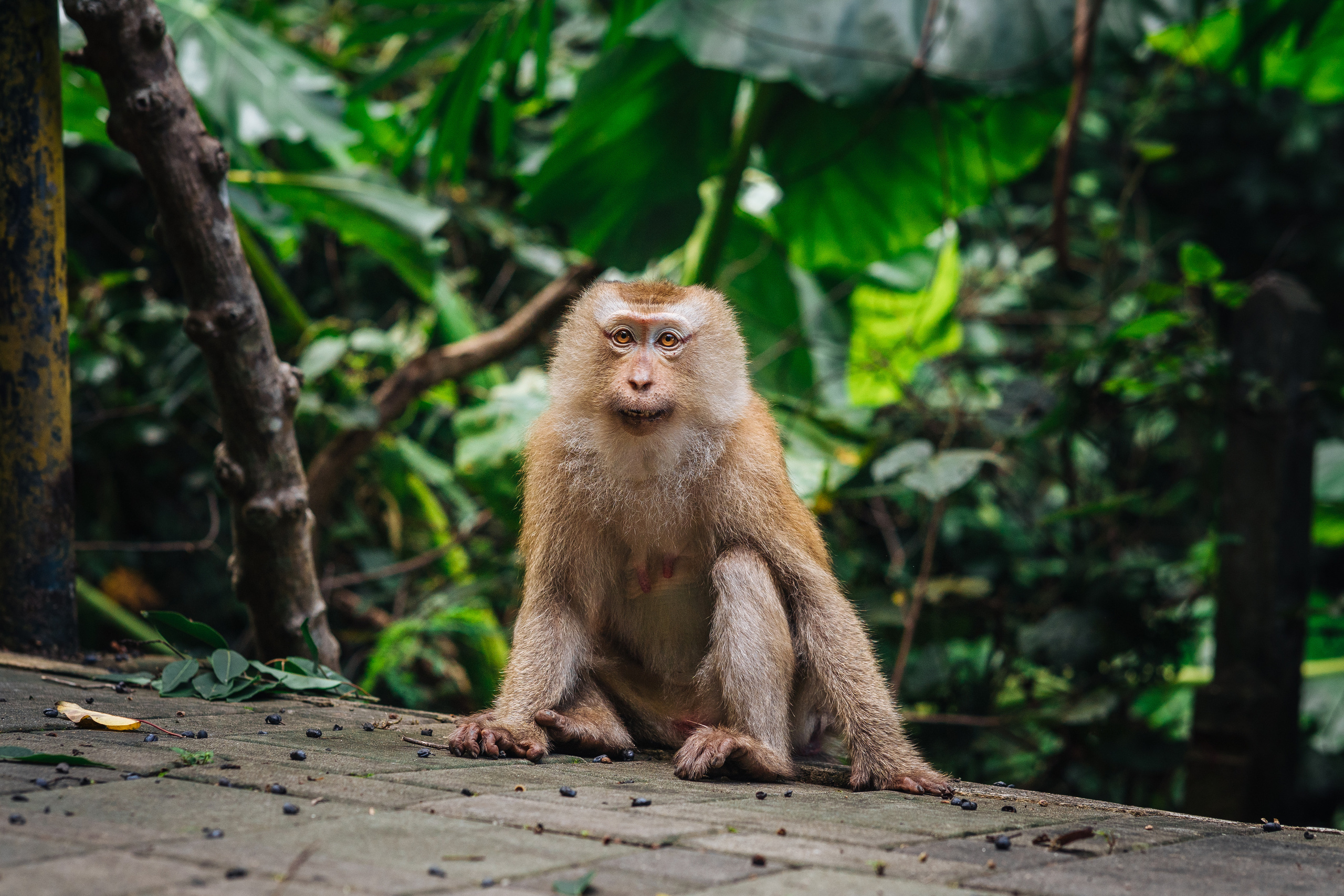 Animals Photographer in Phuket