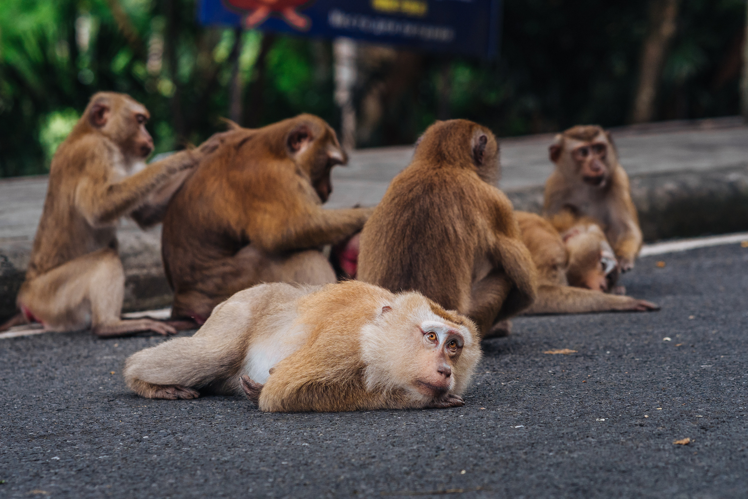 Animals Photographer in Phuket