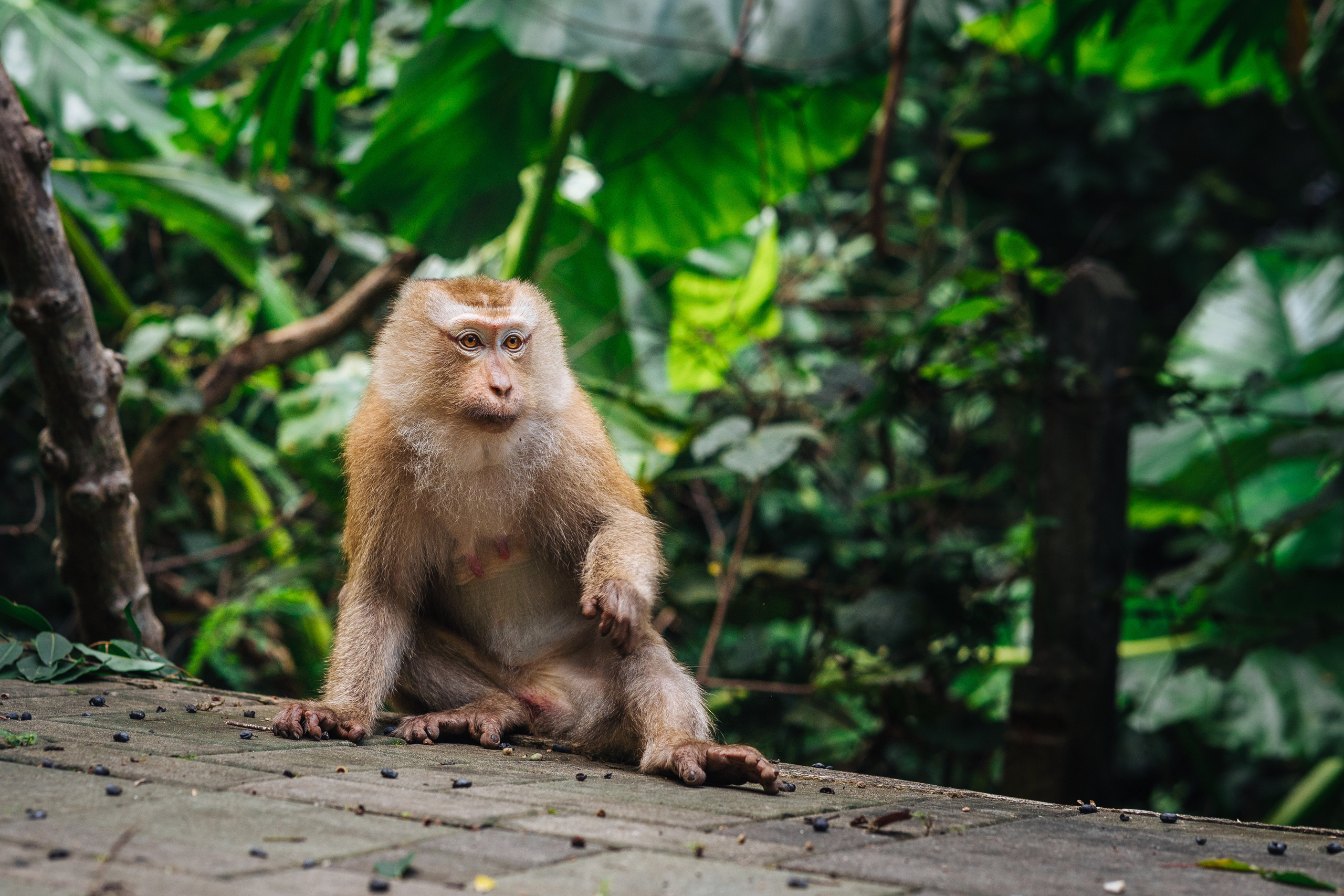 Animals Photographer in Phuket