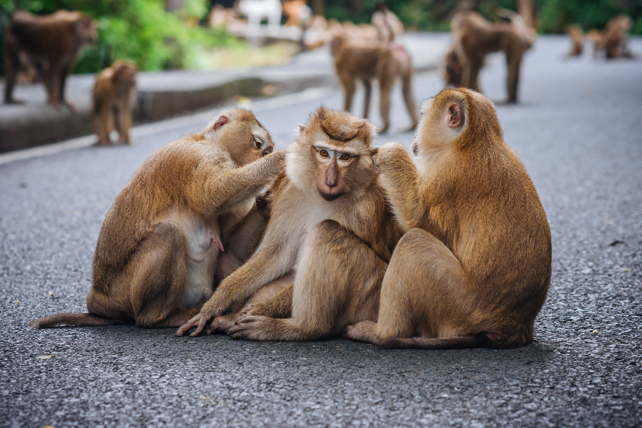 Animals Photographer in Phuket