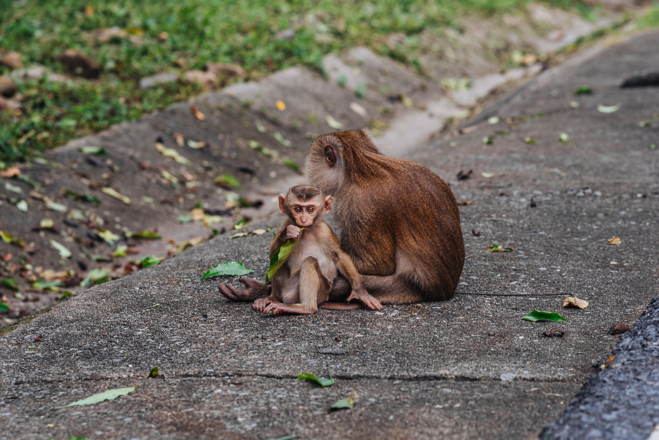 Animals Photographer in Phuket