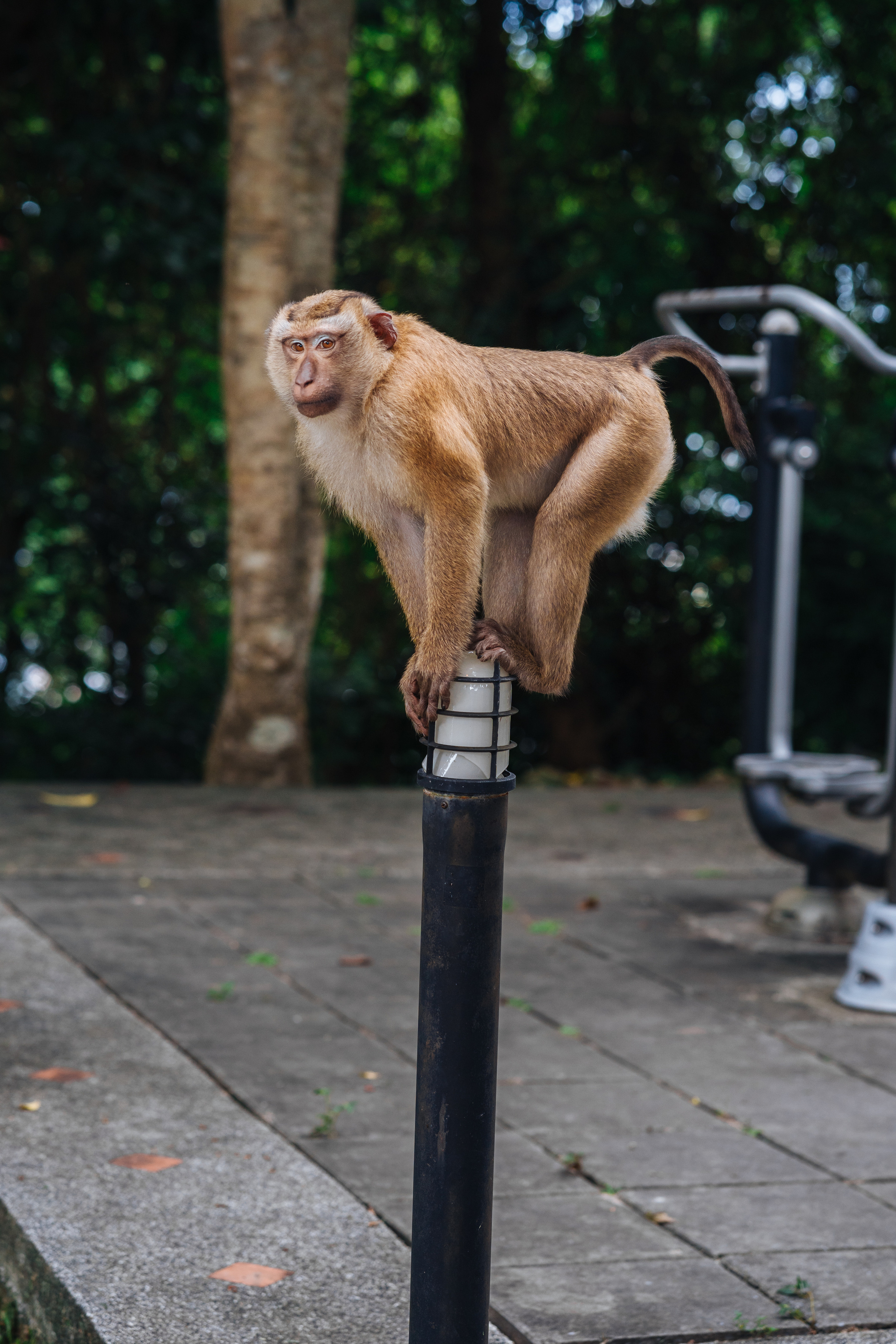 Animals Photographer in Phuket