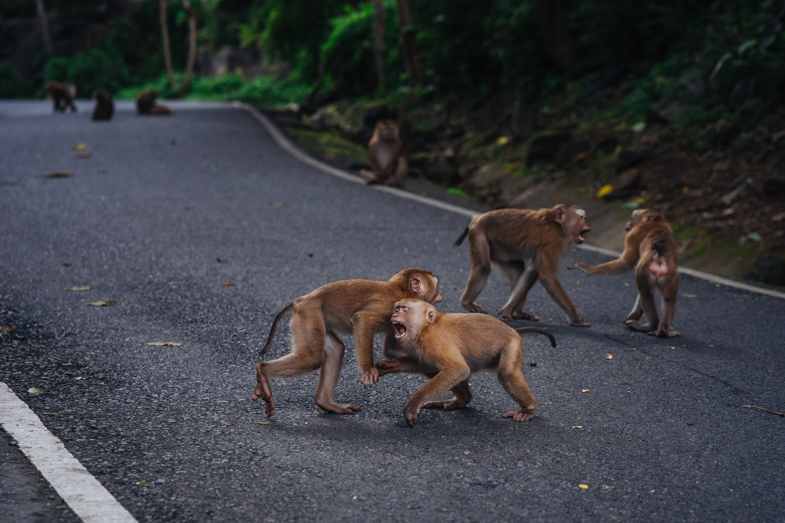 Animals Photographer in Phuket