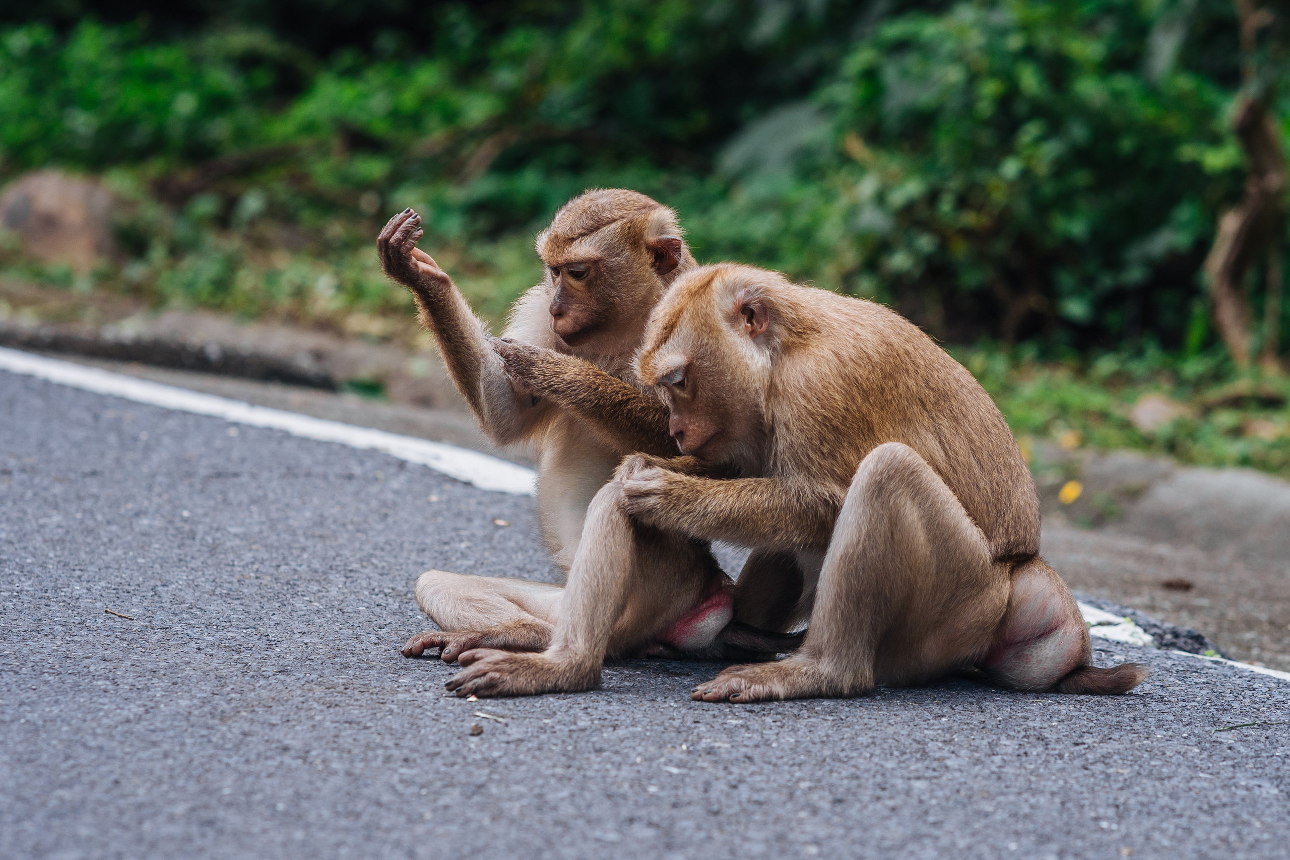 Animals Photographer in Phuket