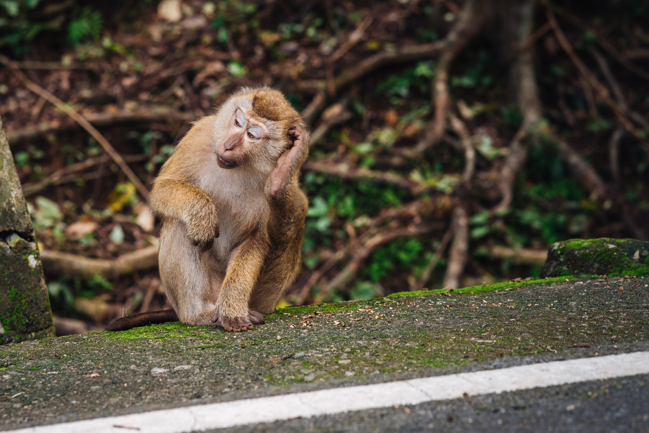 Animals Photographer in Phuket