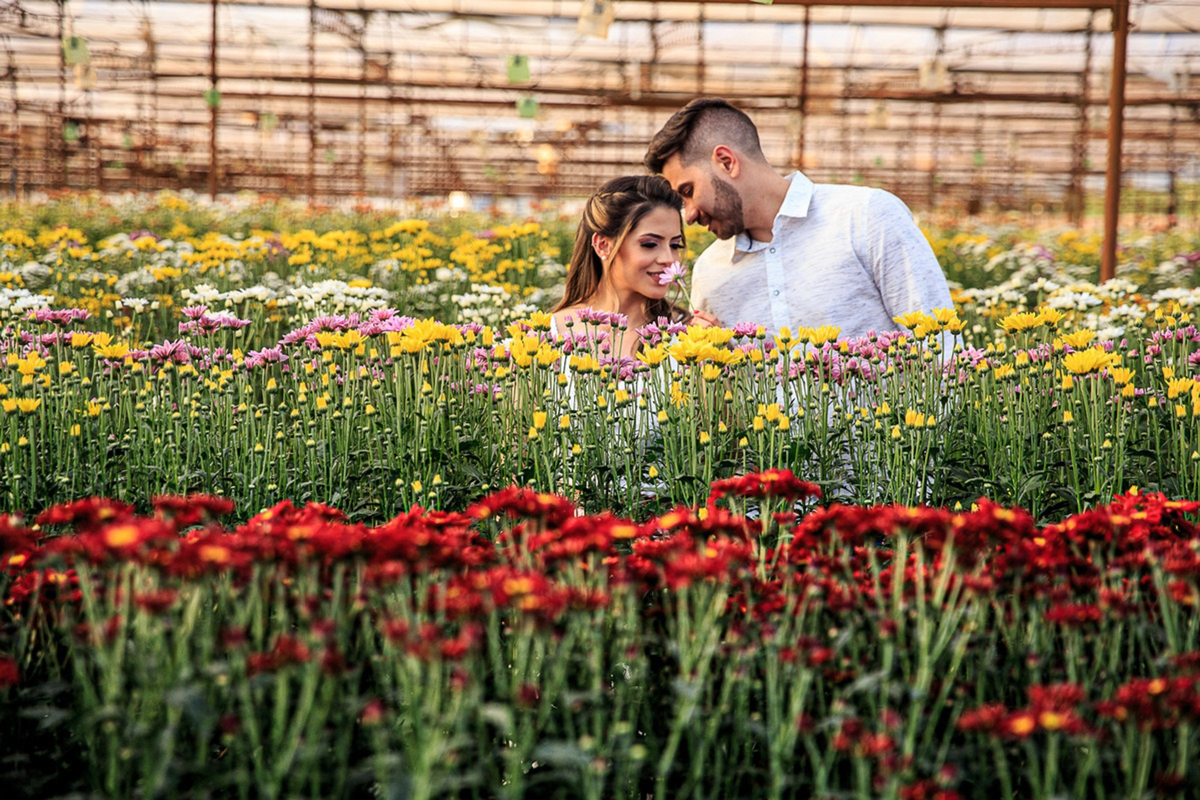 Ensaio Pré-Wedding em Holambra — Juliana e Sílvio | Studio Melk Fotografia