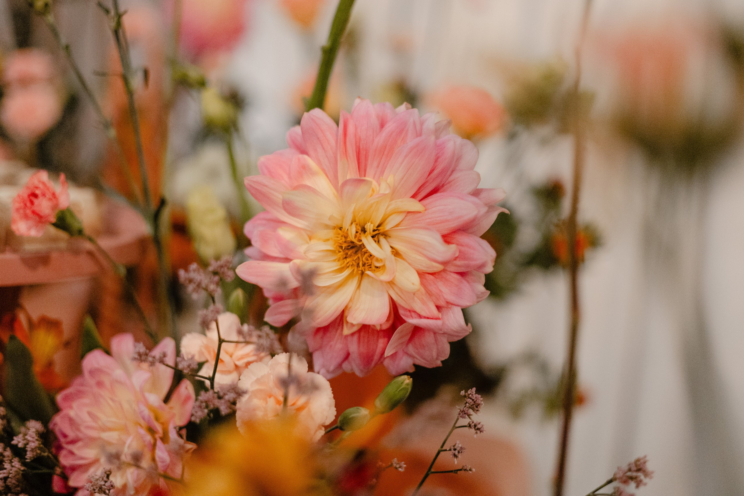 Detalhe de flor rosa em arranjo decorativo durante cobertura de festa de formatura em Balneário Camboriú.