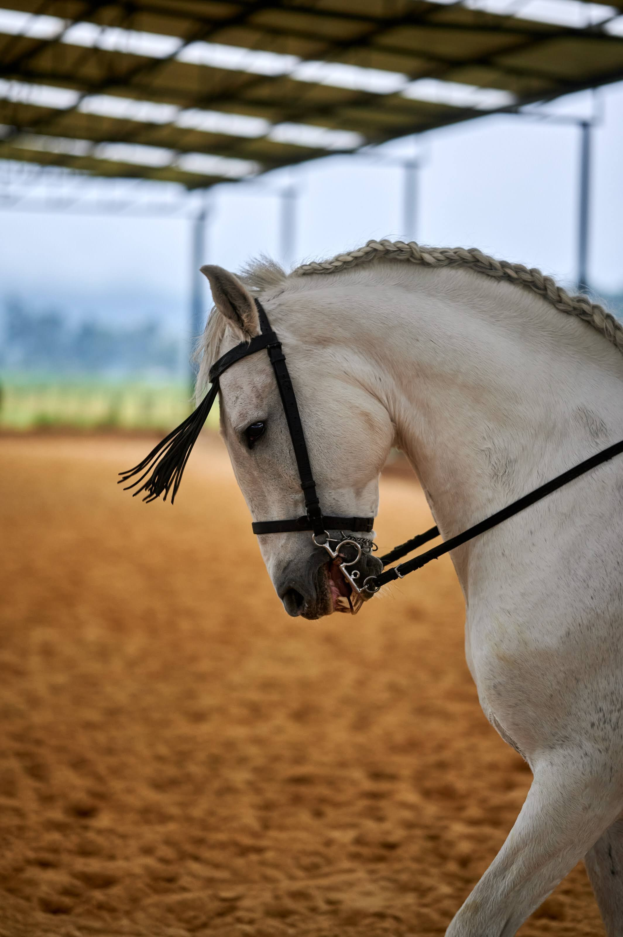 Fotos con caballos para Quiceaños. Wedding Photography & Videography by ZZ Hendrick | Capturing Your Love Story in Colombia & USA