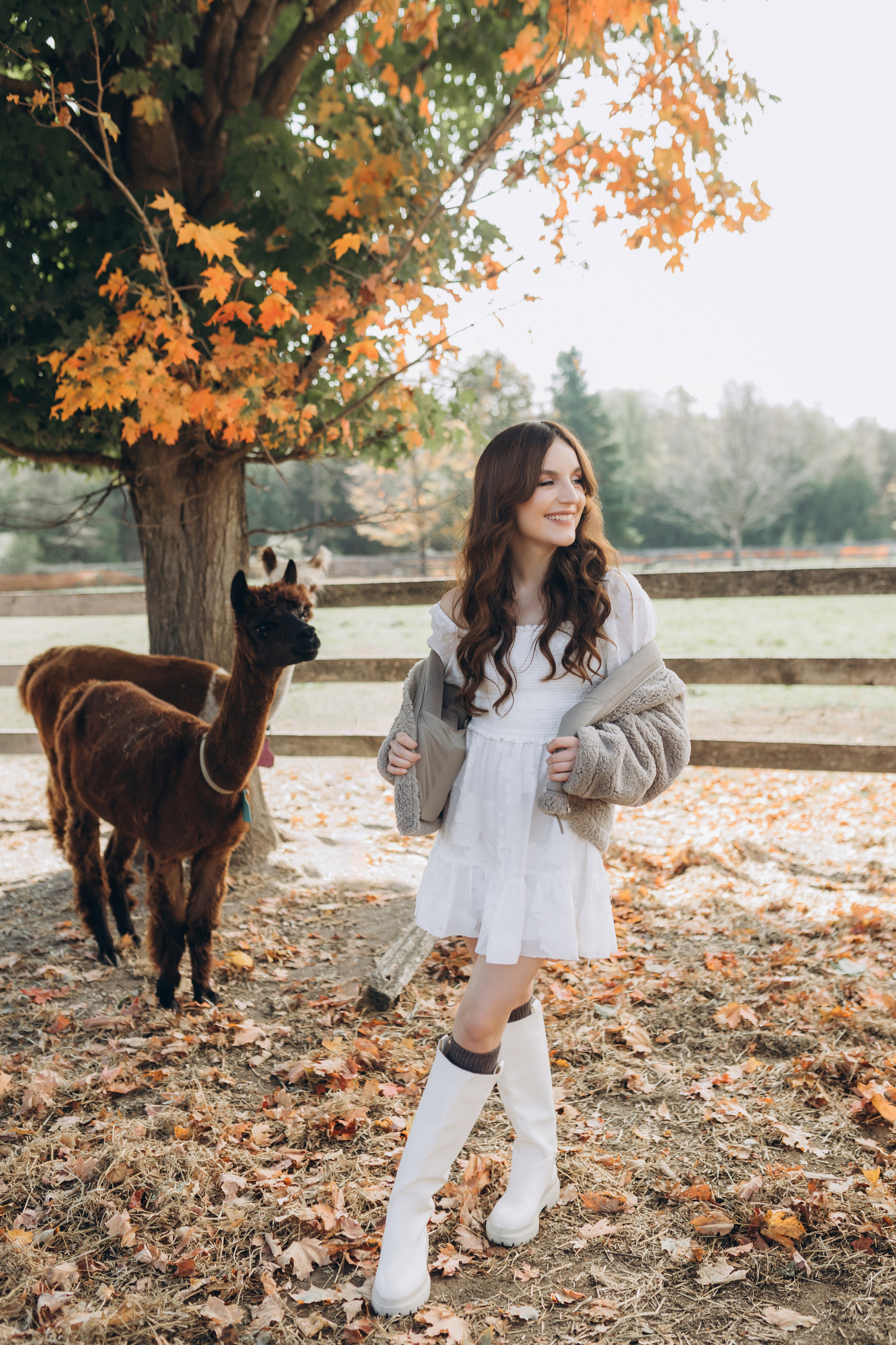 Alpacas Farm. Chernenko.photography