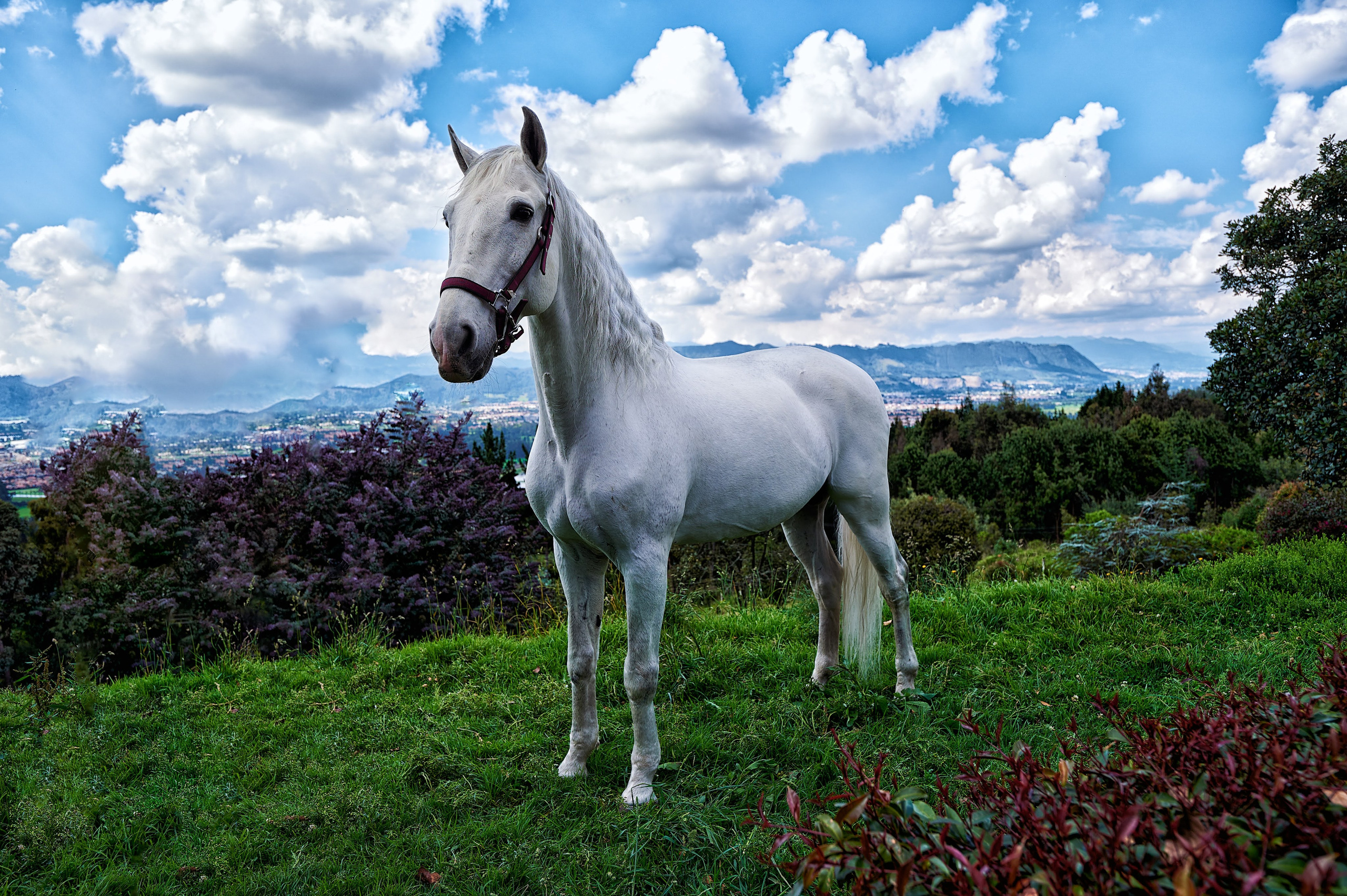 Fotos con caballos para Quiceaños. Wedding Photography & Videography by ZZ Hendrick | Capturing Your Love Story in Colombia & USA