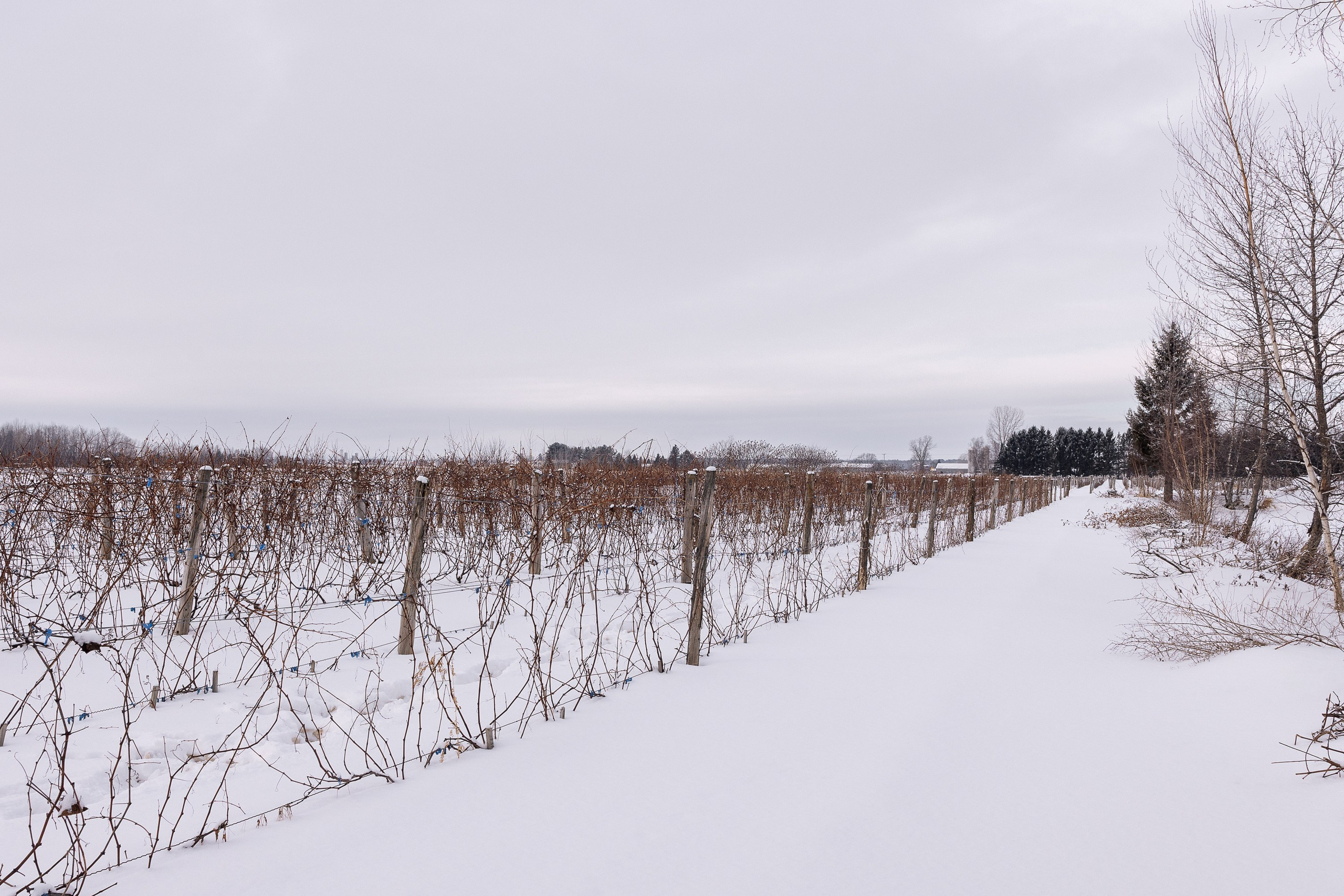 Vignoble et Domaine Beauchemin / Edition January 2025. Je suis photographe portraitiste et je réalise des portraits à toutes les étapes de votre vie! Bienvenue dans mon studio à Westmount, Qc
