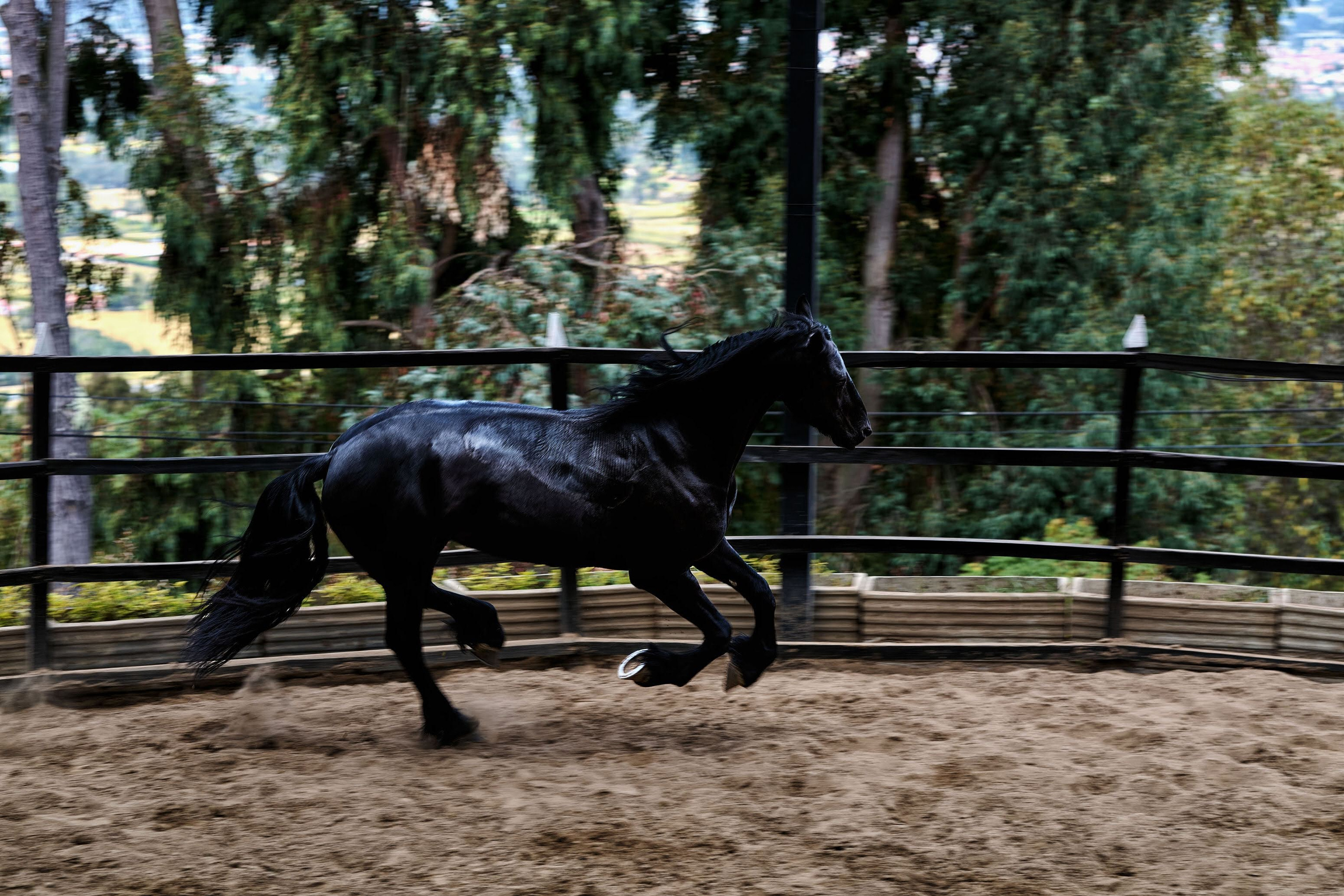 Fotos con caballos para Quiceaños. Wedding Photography & Videography by ZZ Hendrick | Capturing Your Love Story in Colombia & USA
