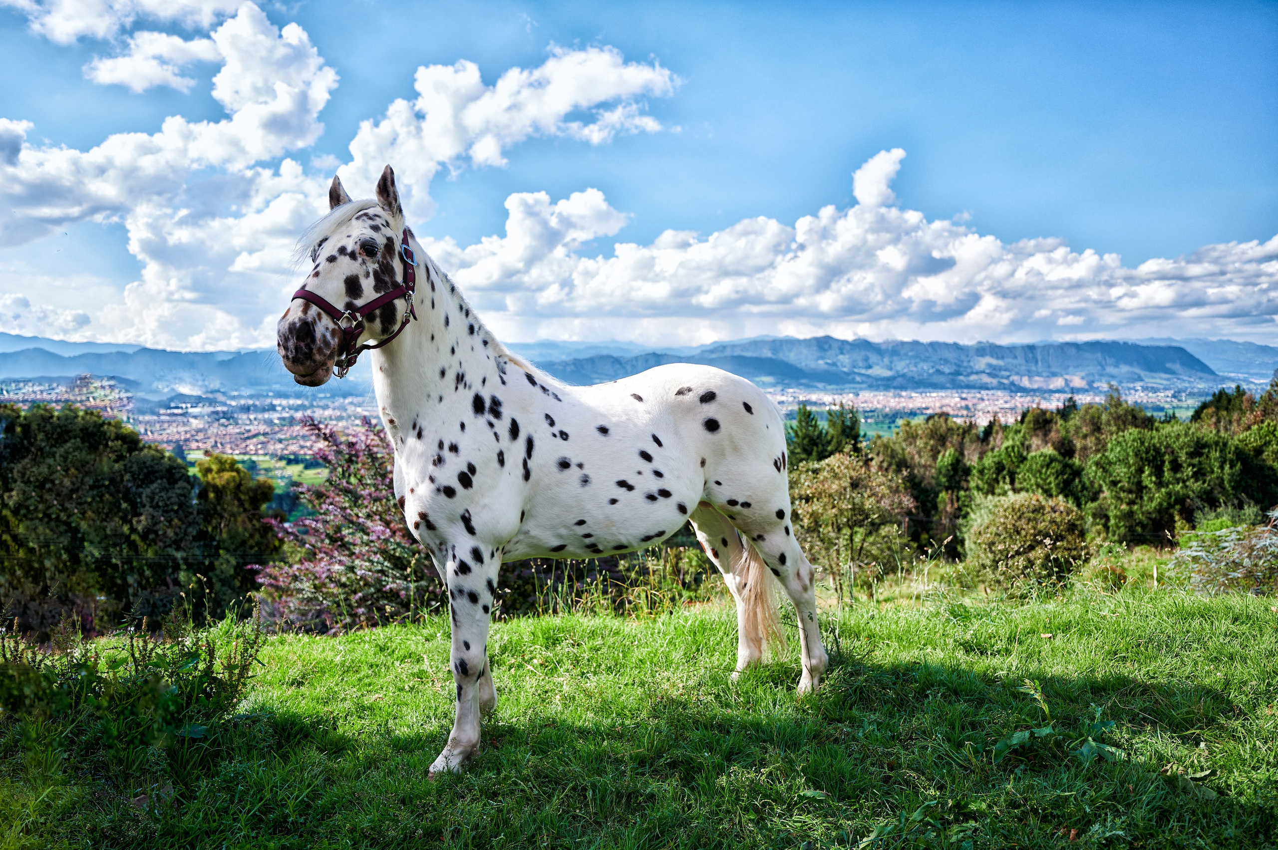 Fotos con caballos para Quiceaños. Wedding Photography & Videography by ZZ Hendrick | Capturing Your Love Story in Colombia & USA