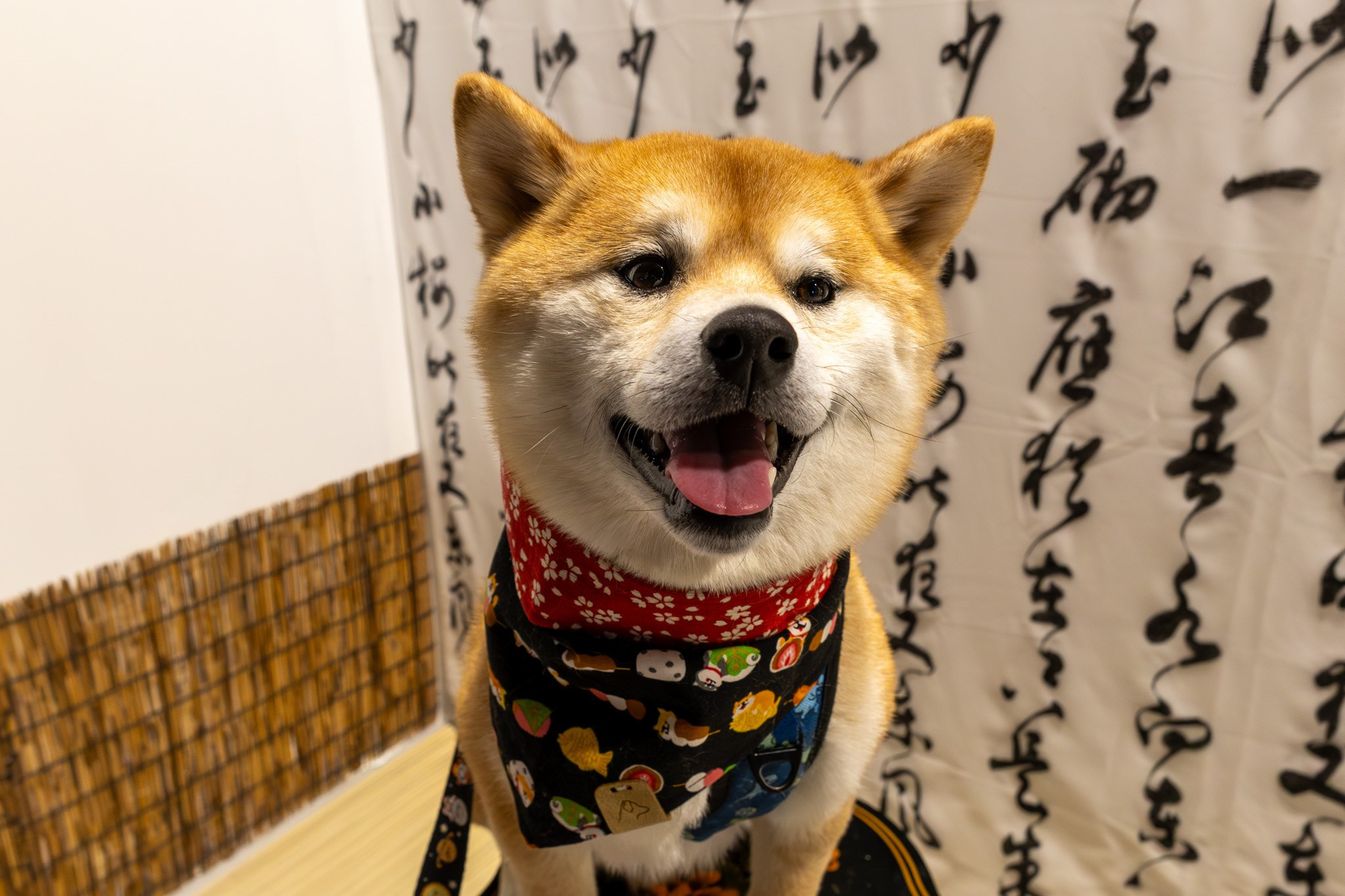2025 SHIBA SQUAD SELFIE EVENT. ProFly Media Inc. — Cinematic photo and video production for brands, businesses, and spaces in Calgary