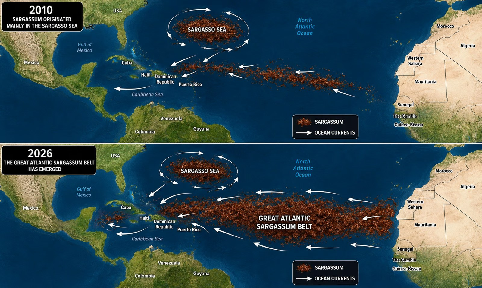 Great Atlantic Sargassum Belt and how it formed
